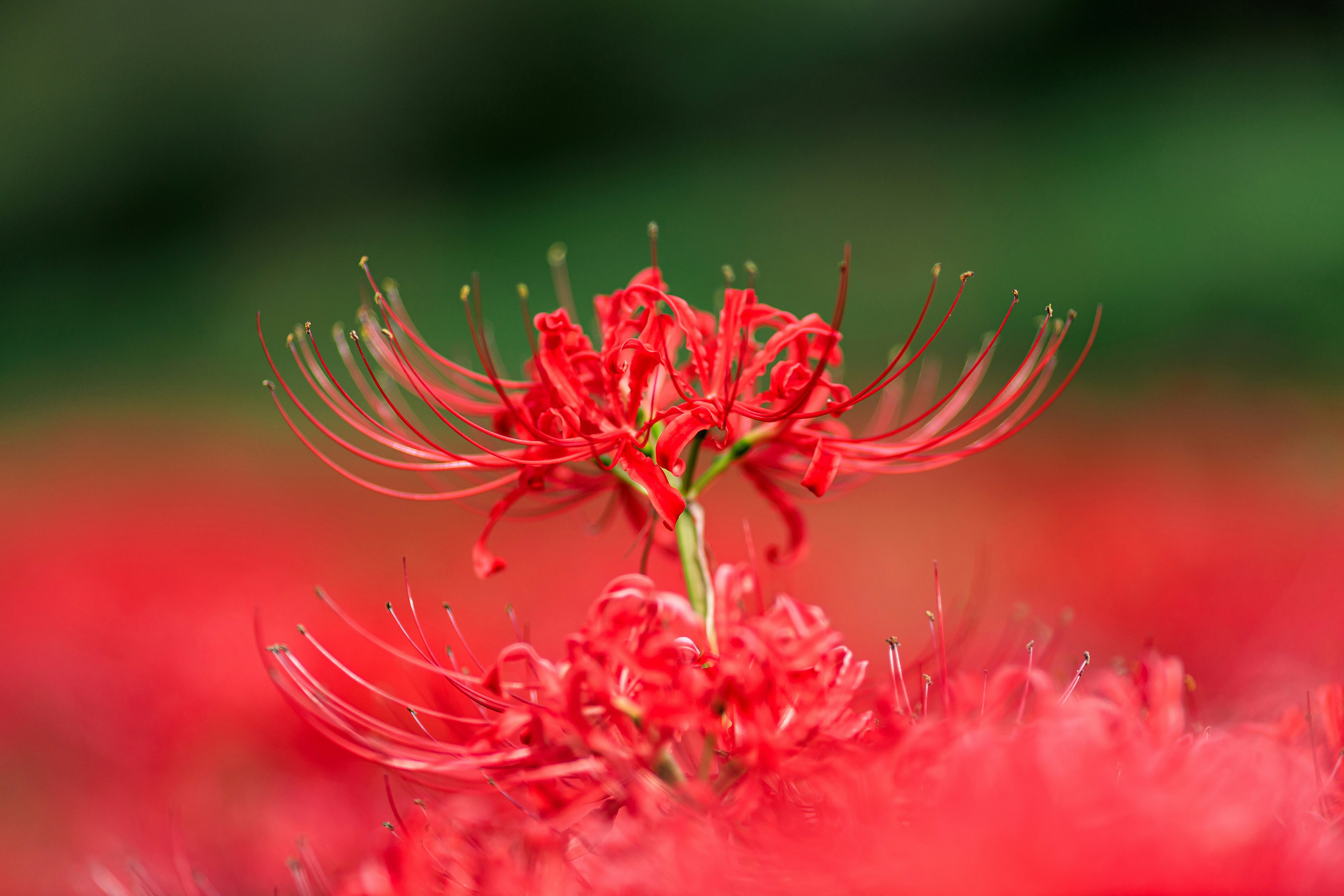 彼岸花（曼珠沙華）の群生と赤い花のクローズアップ