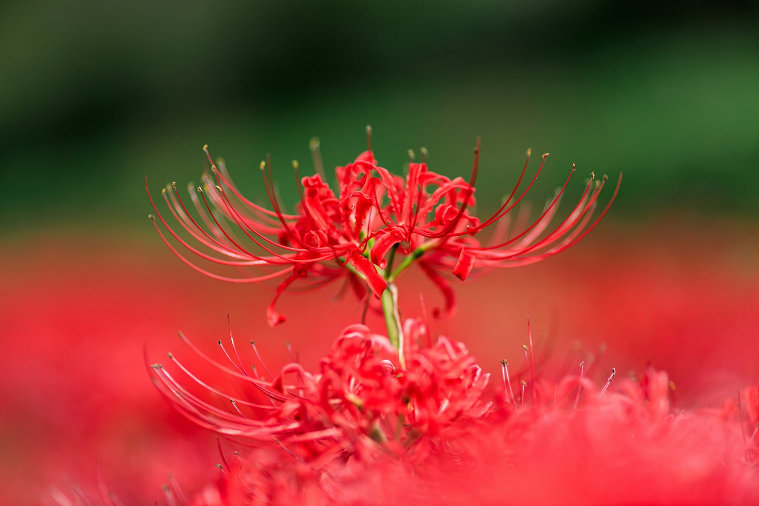 A cluster of vibrant red spider lilies in bloom