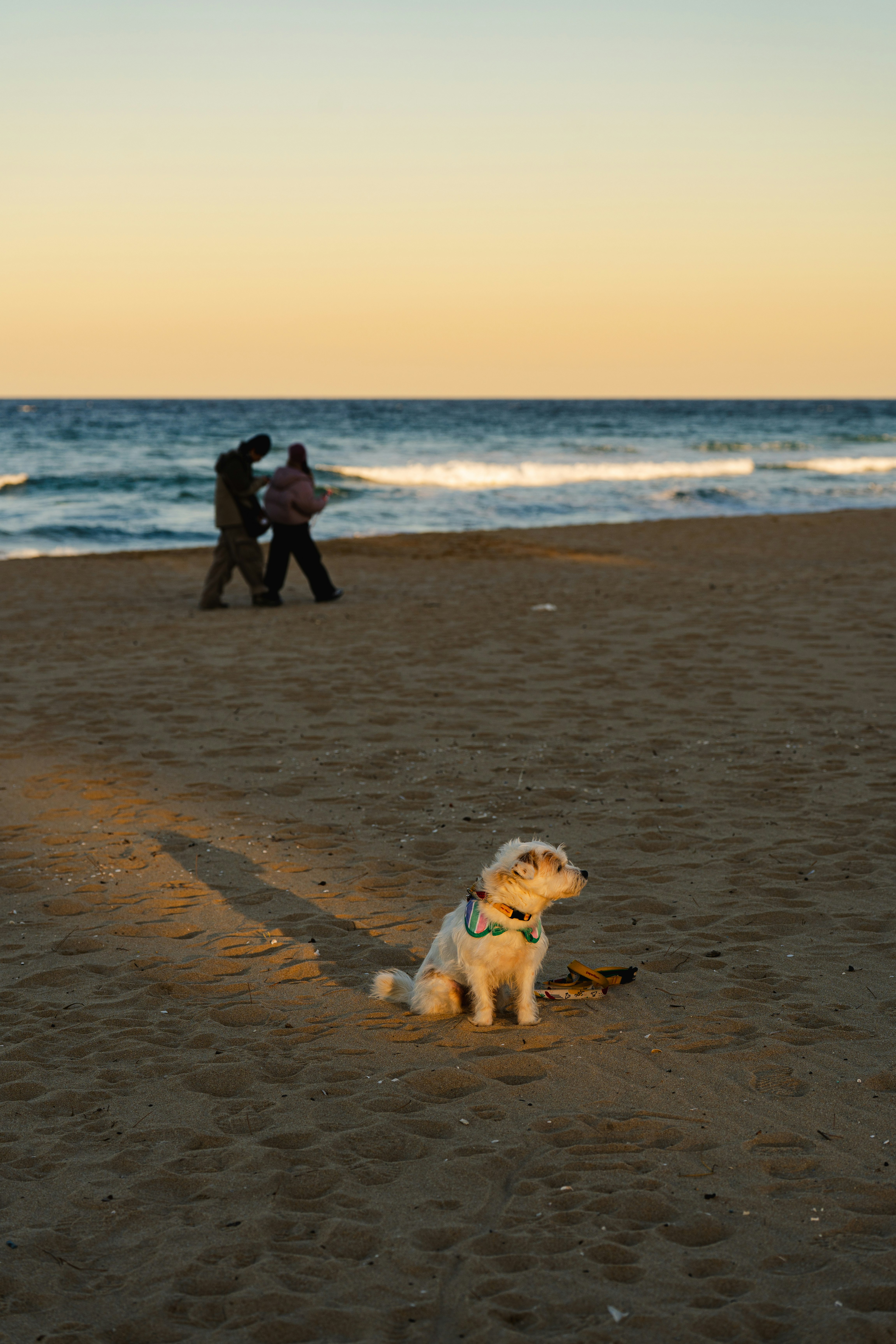 夕暮れの海辺で犬が砂に座り、背後で寄り添うカップル