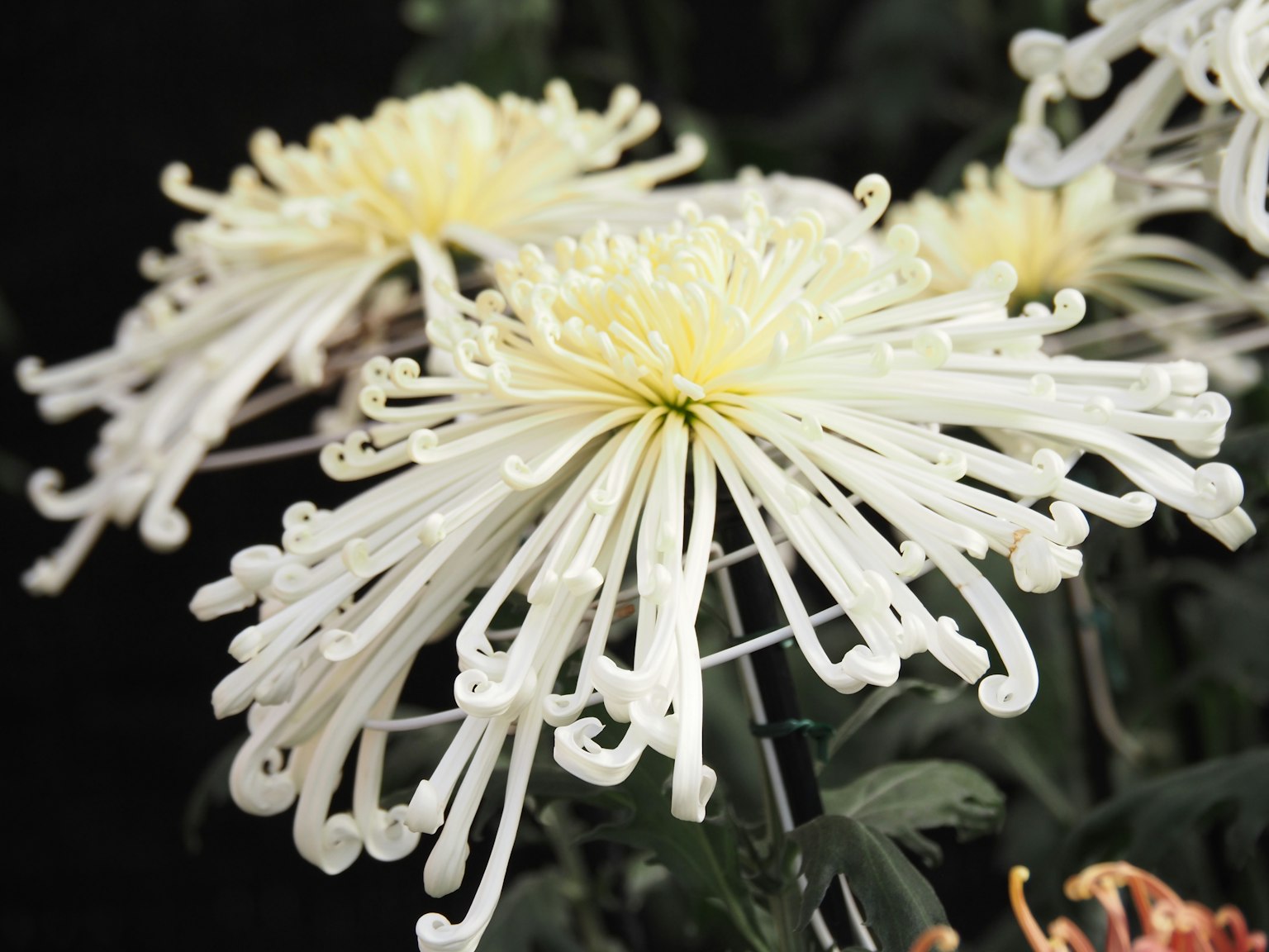 Gros plan d'une fleur de chrysanthème blanche avec des pétales longs et enroulés
