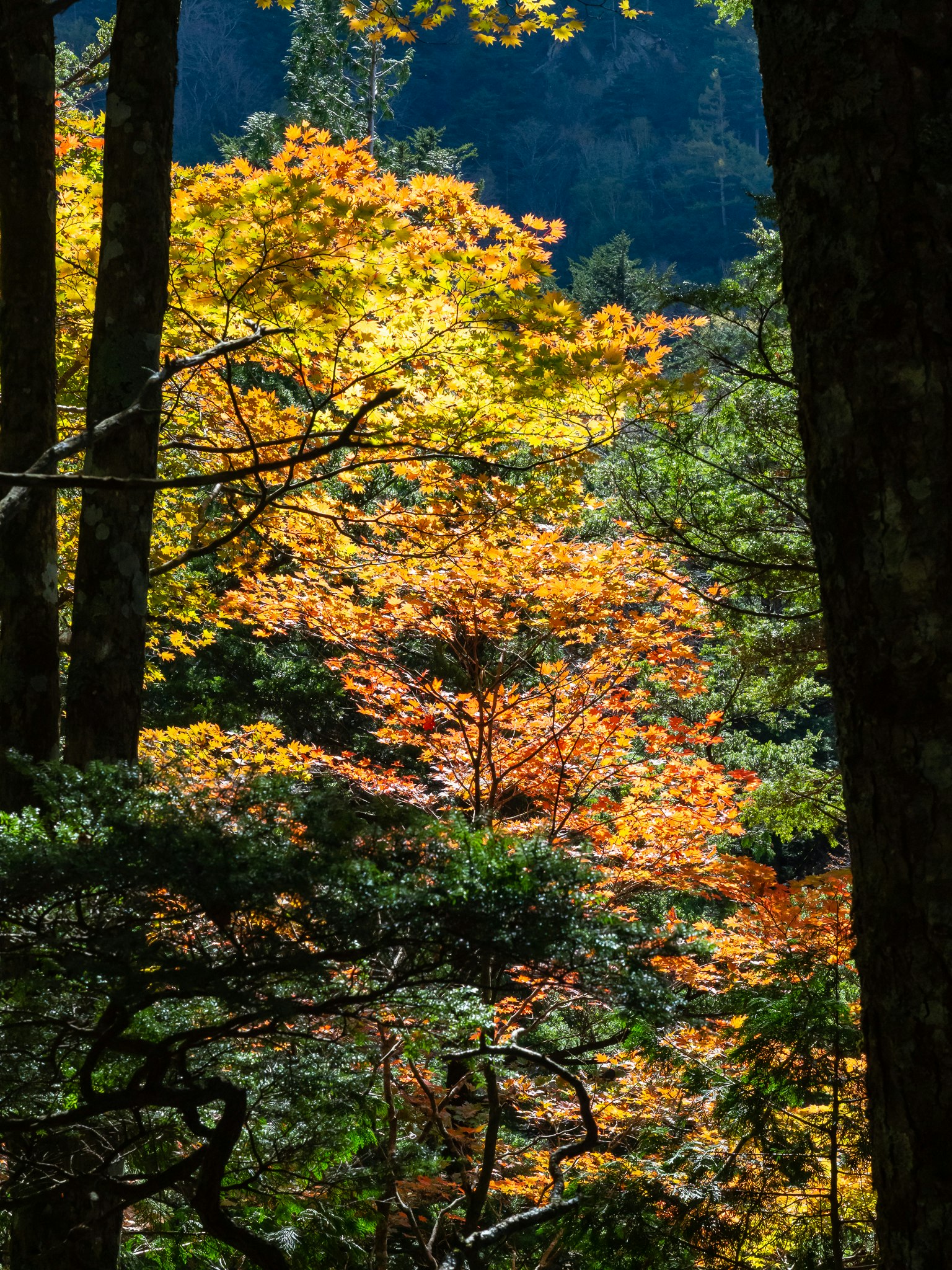 Scène forestière présentant des couleurs d'automne vibrantes avec des feuilles vertes et jaunes mélangées