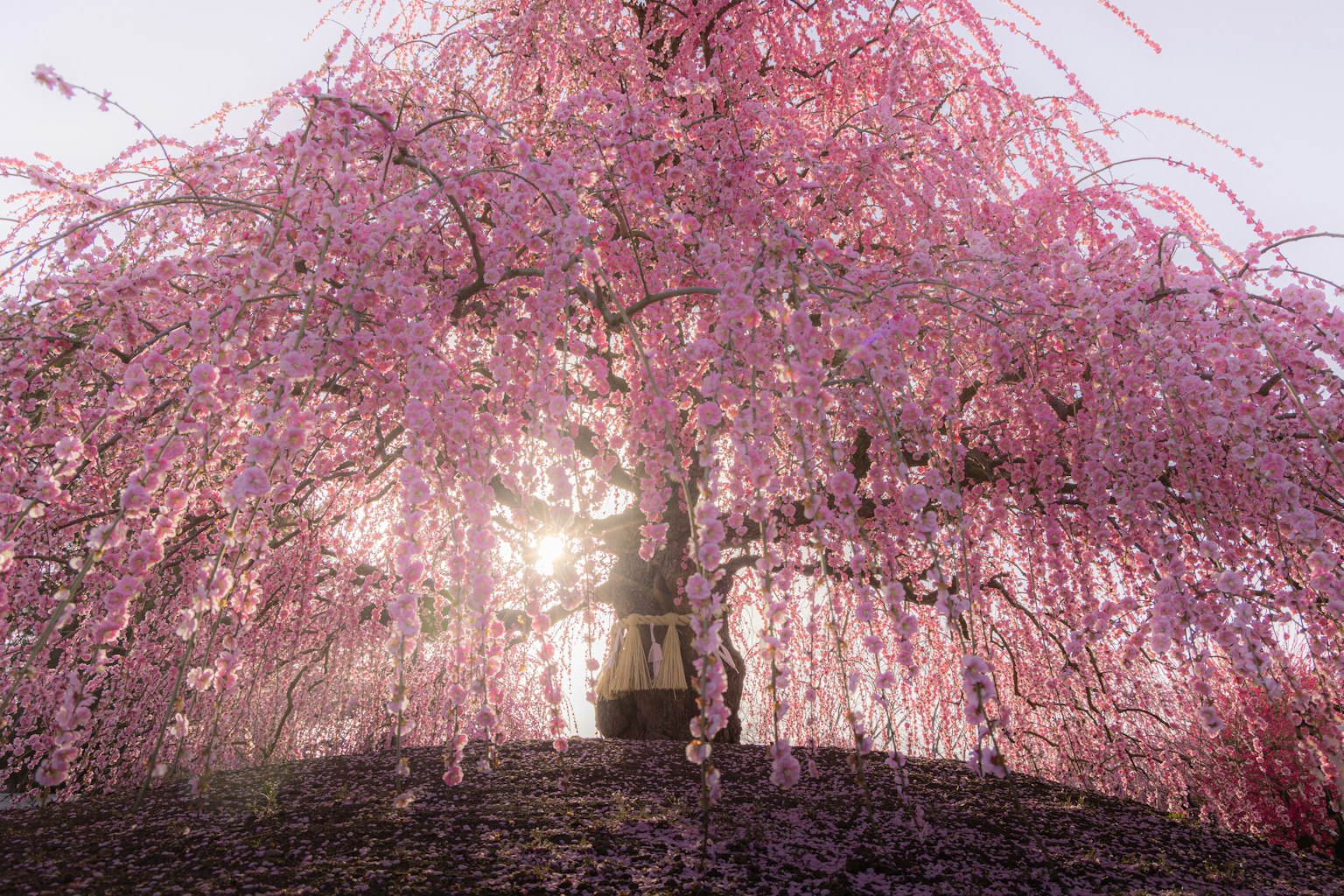 photo-bJdsb5J3bVohqvaDzKbC-image