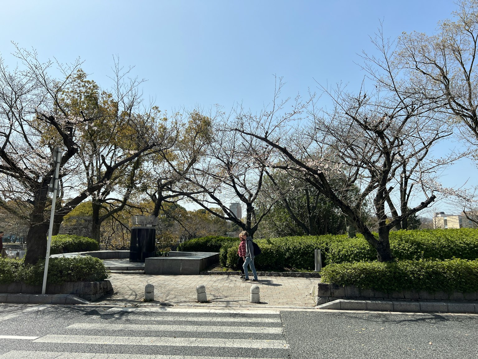 蓝天下的公园场景，光秃的樱花树