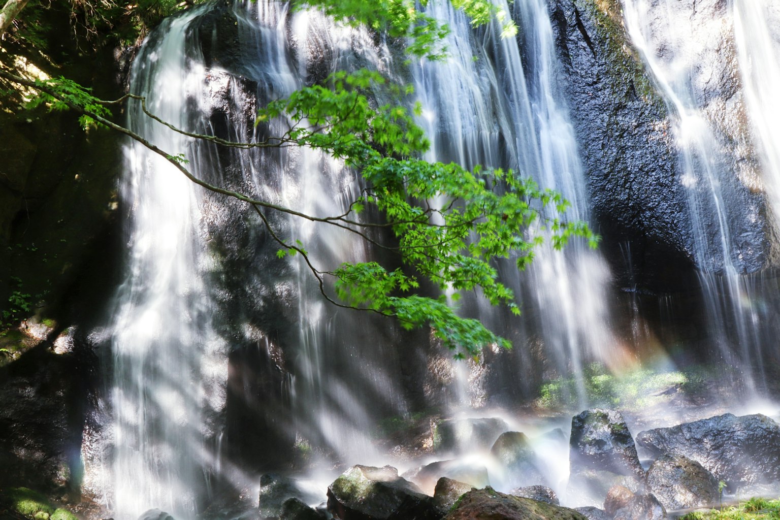 Una bella scena naturale con una cascata e foglie verdi lussureggianti