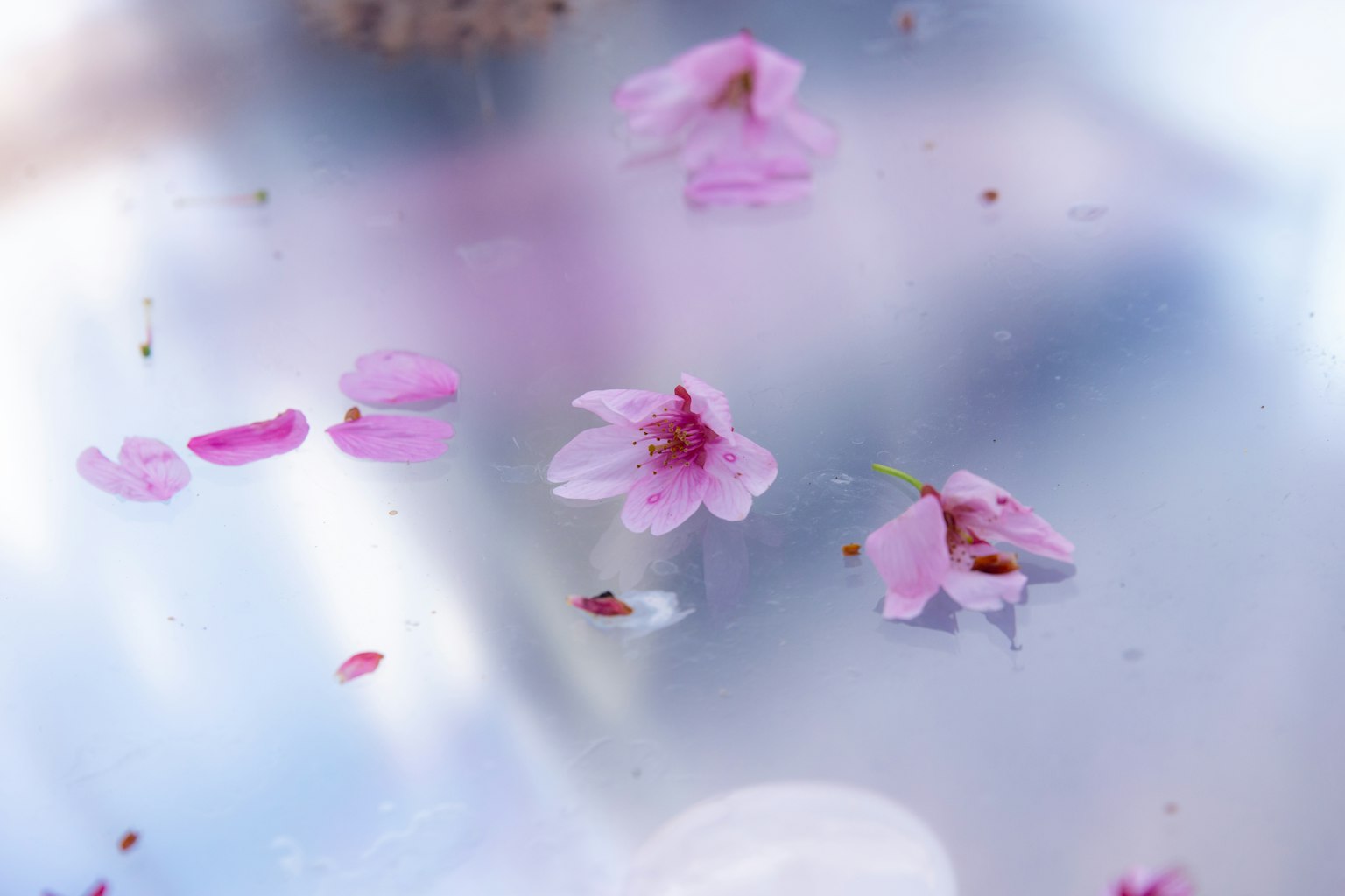 Delicate pink flower petals floating on a reflective surface