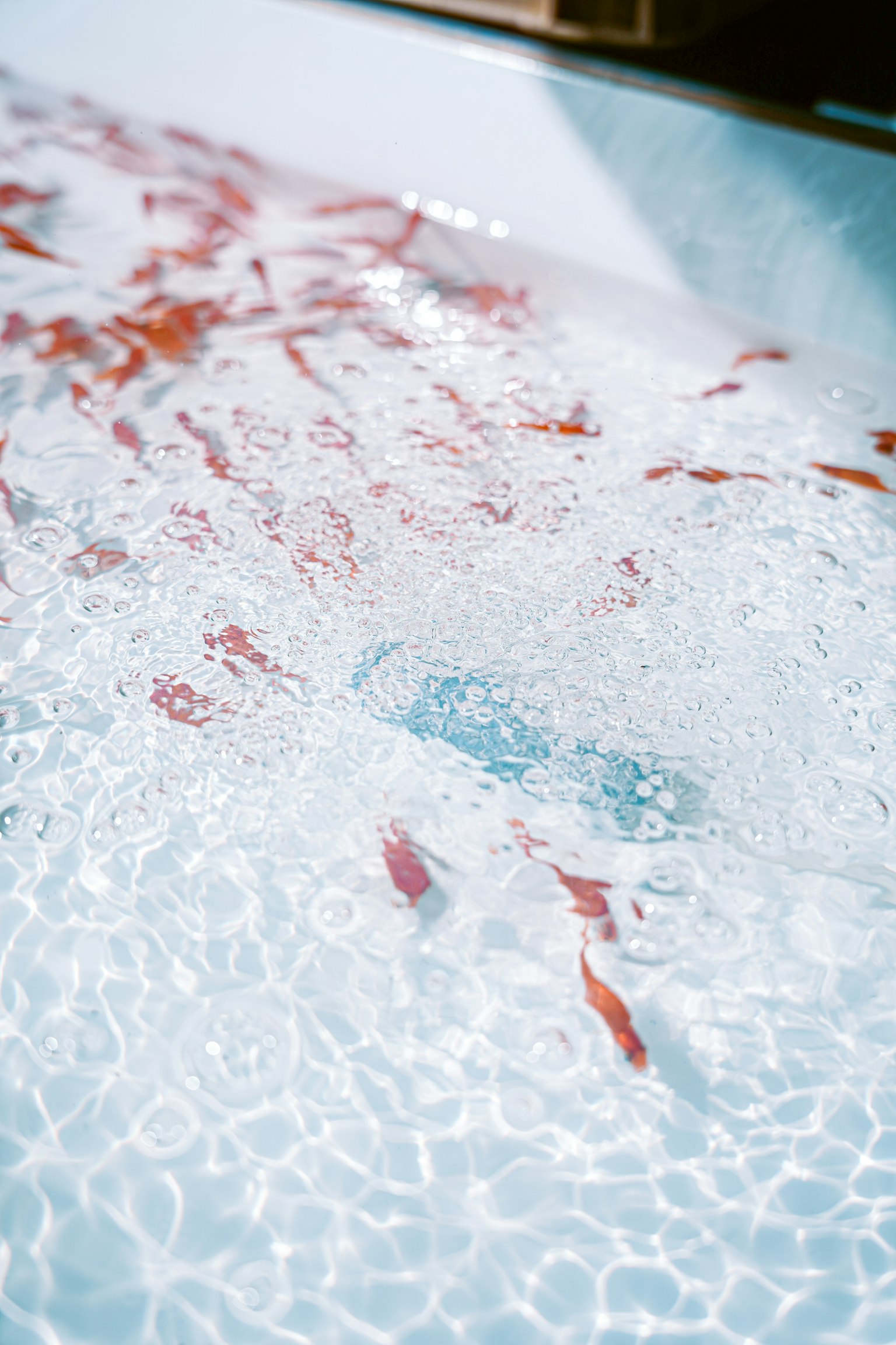 Vibrant goldfish swimming in clear water