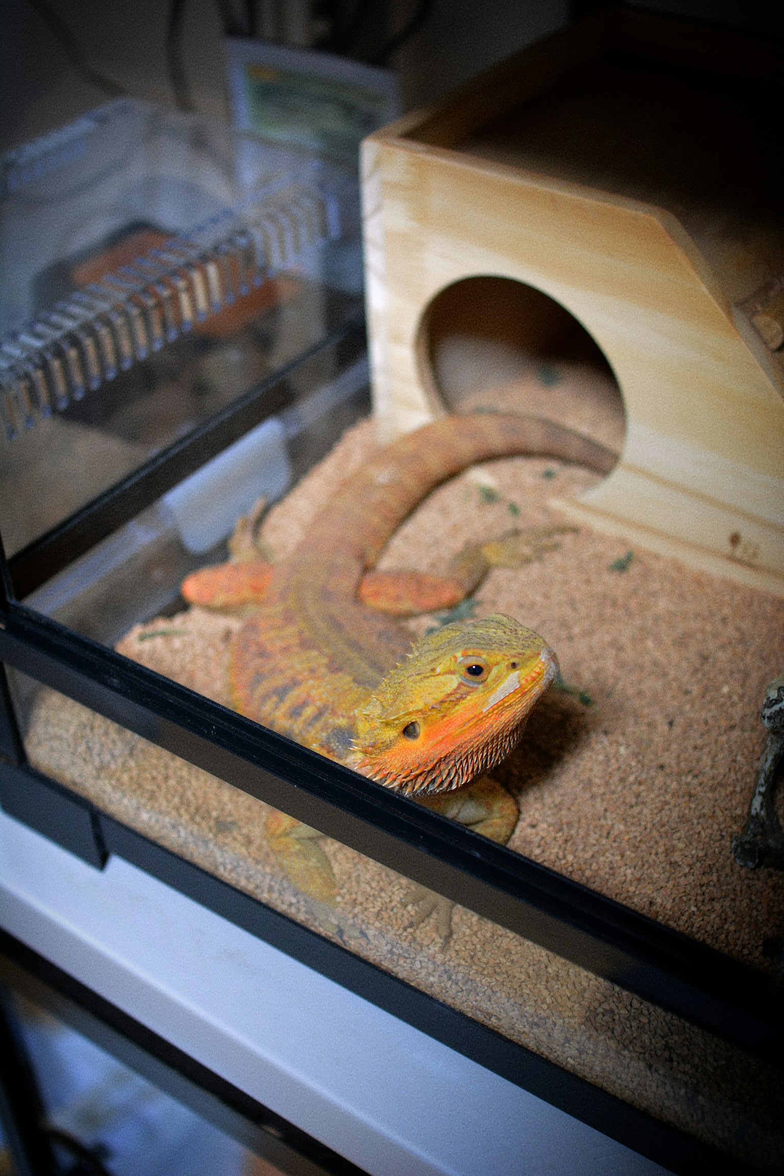 An orange leopard gecko resting in sand inside a terrarium