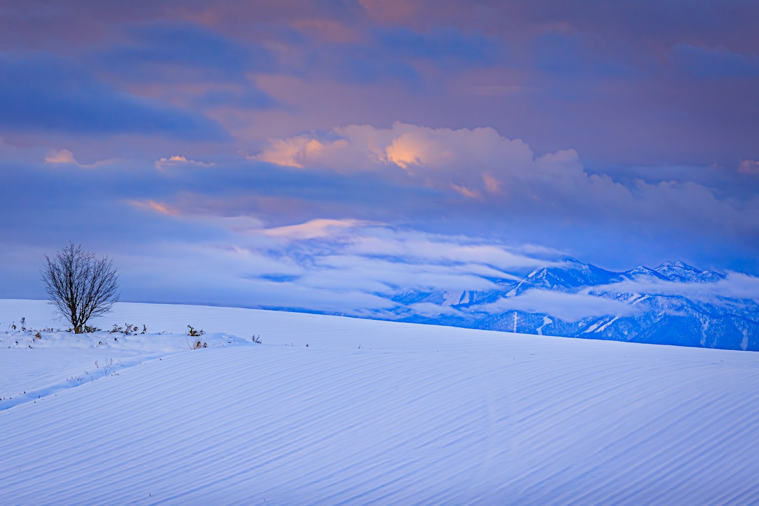 Snow-covered landscape with a solitary tree and blue sky at dusk