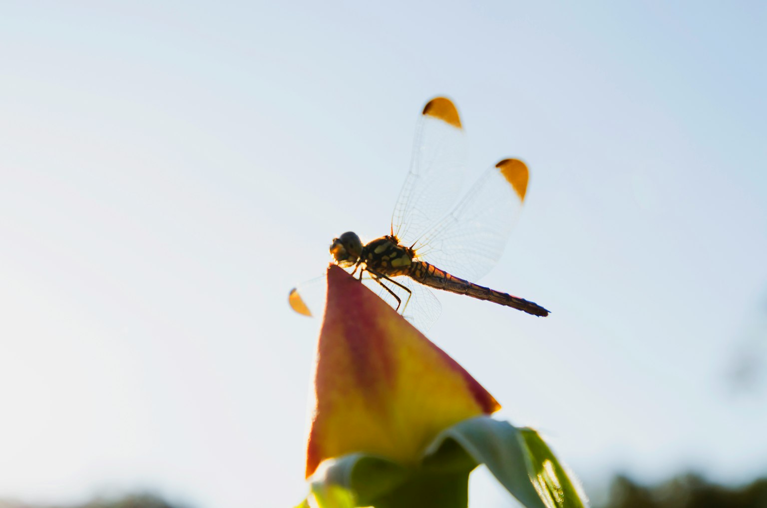 Une libellule perchée sur le bout d'une fleur avec un ciel bleu en arrière-plan
