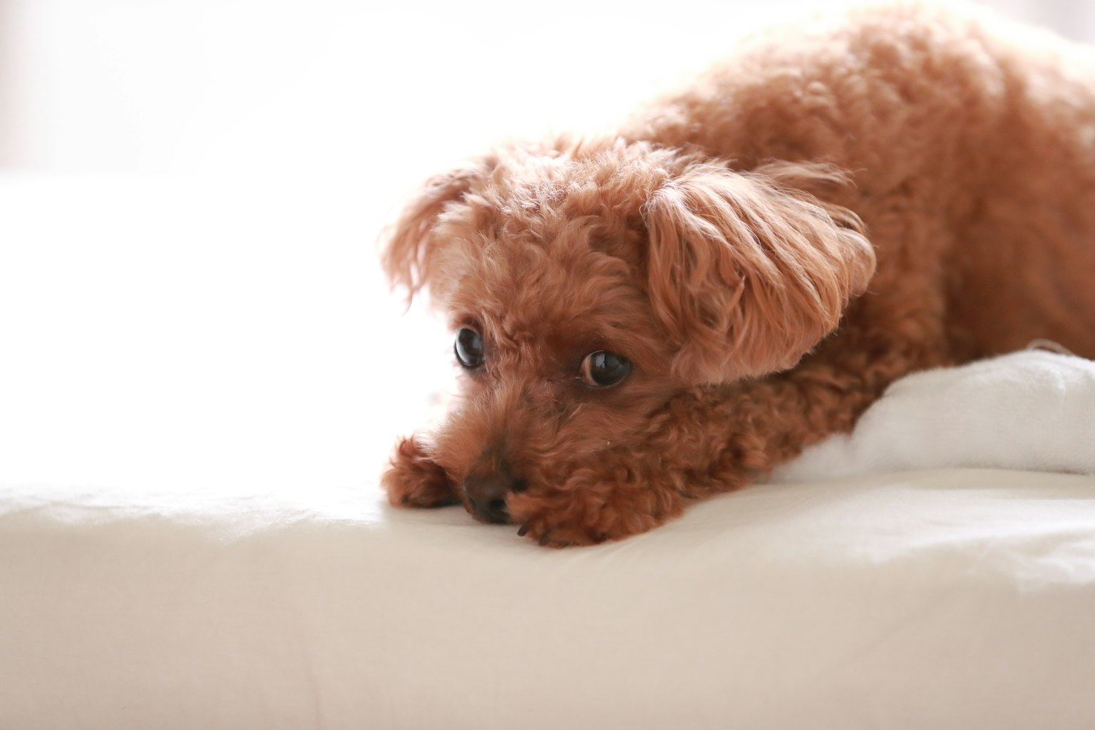 Brown dog lying on a bed with a gentle expression