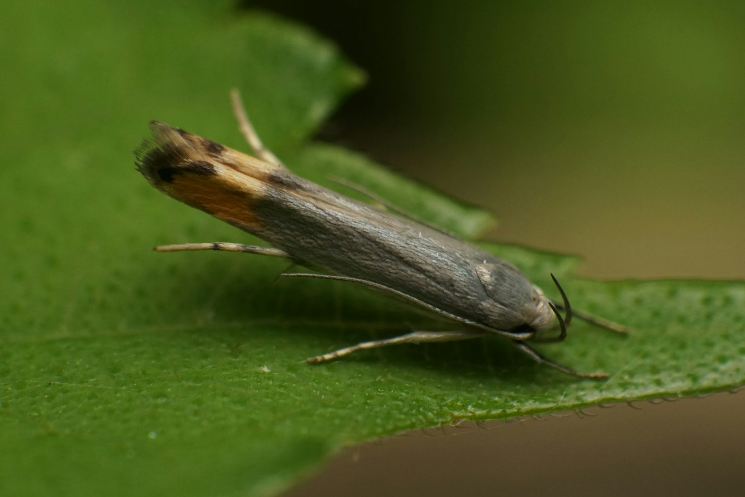 Gros plan d'un papillon gris sur une feuille verte