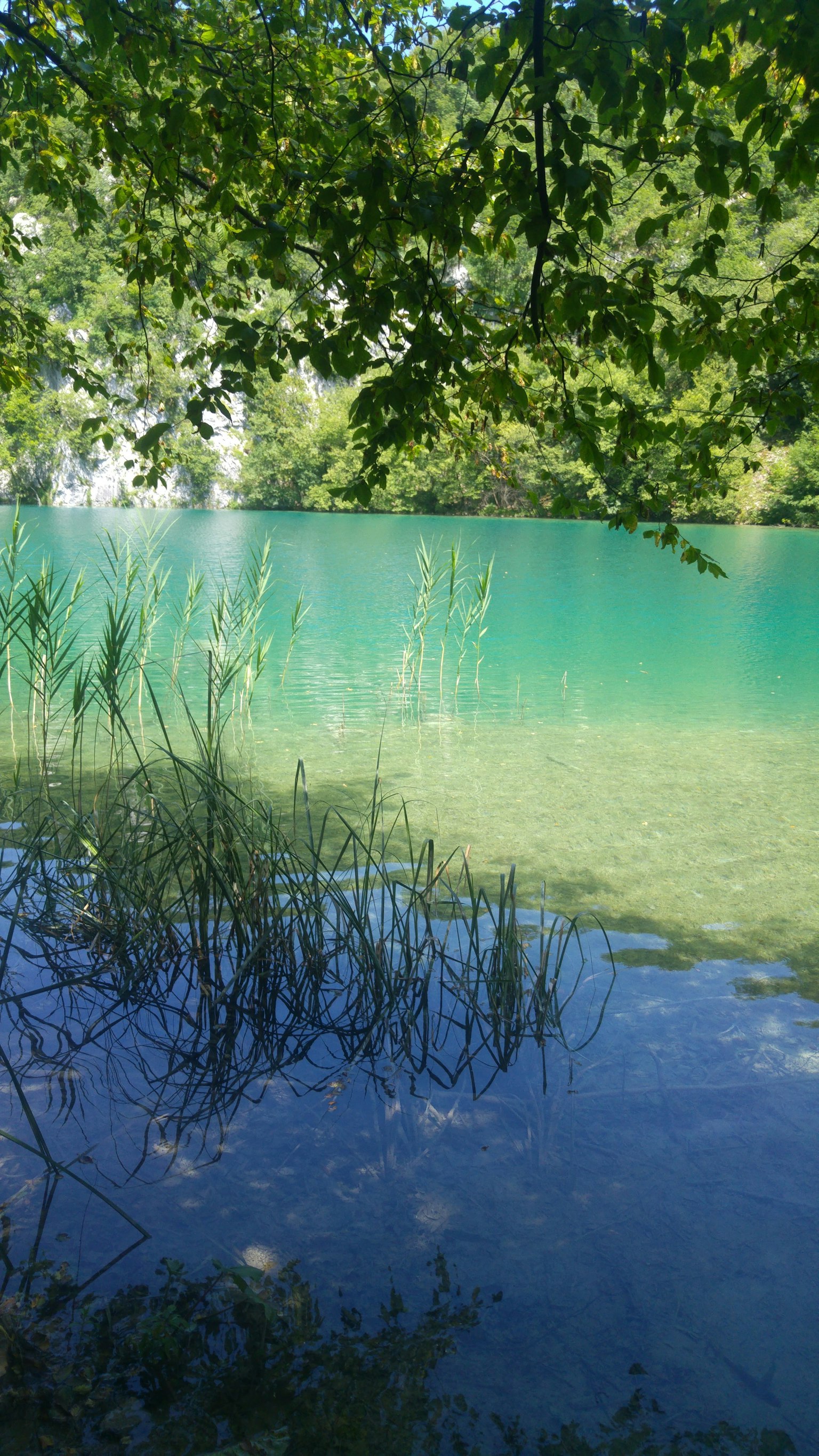 寧靜的湖泊風景，碧綠的水面和郁郁蔥蔥的綠樹