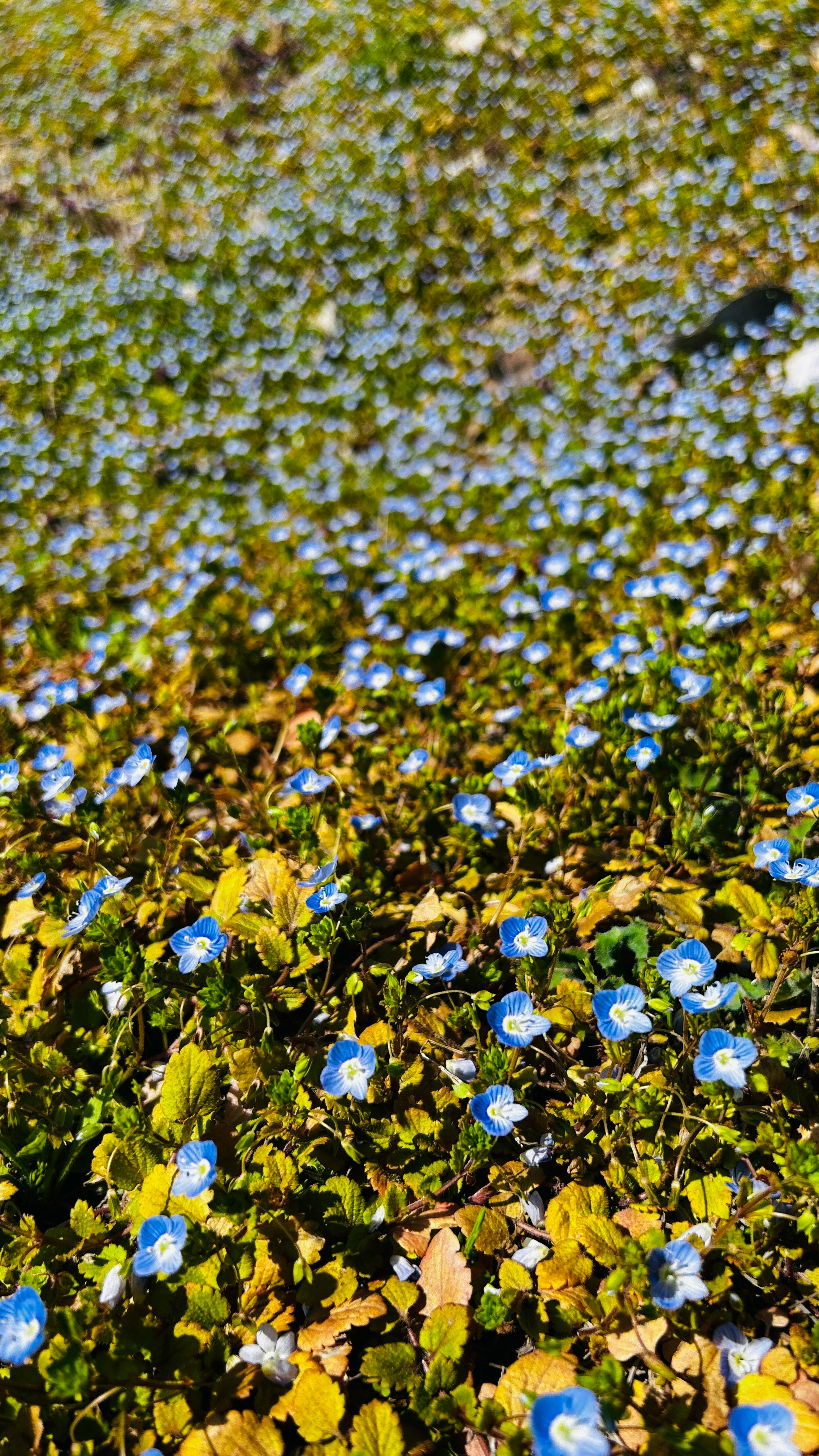 spring carpet of Veronica persica flowers
