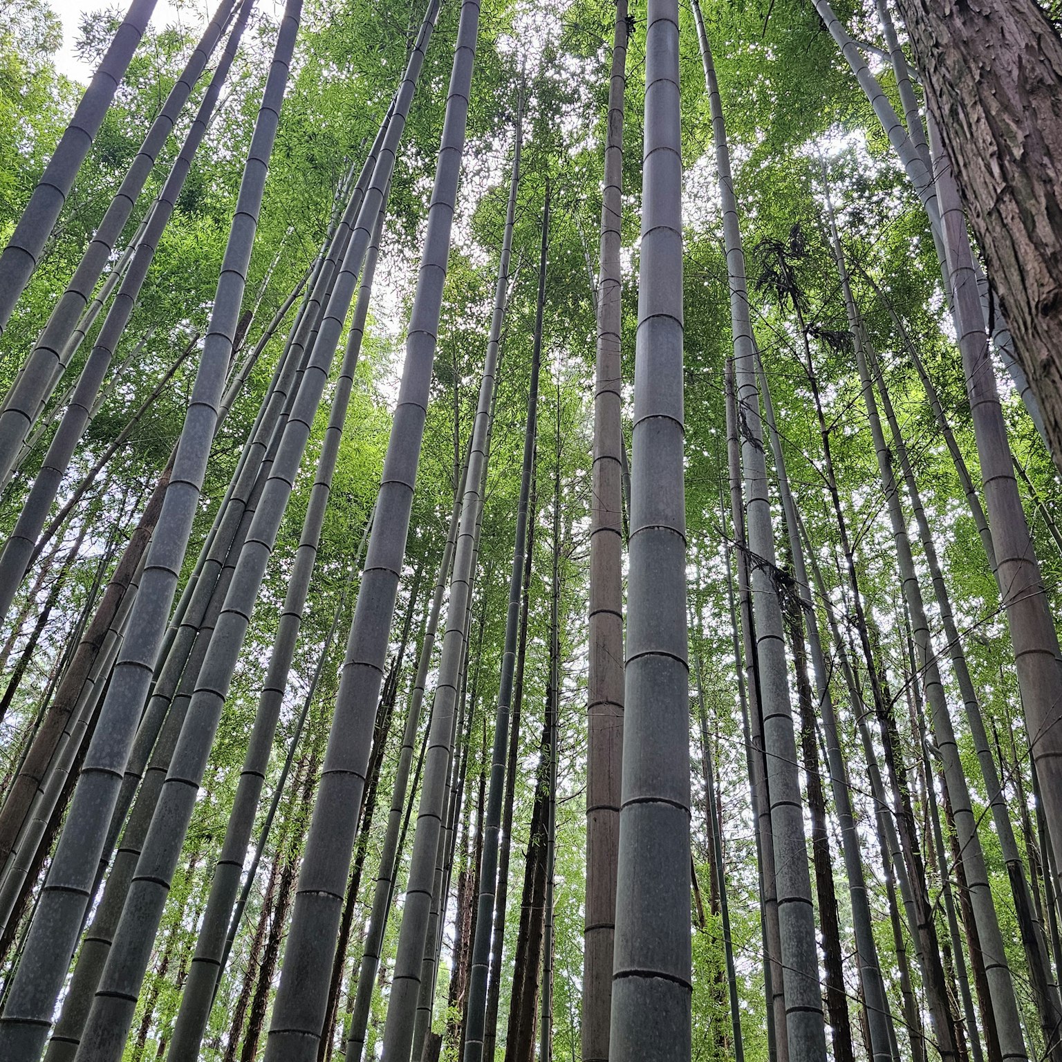 Vista verso l'alto in una foresta di bambù Steli di bambù alti e foglie verdi si estendono sopra