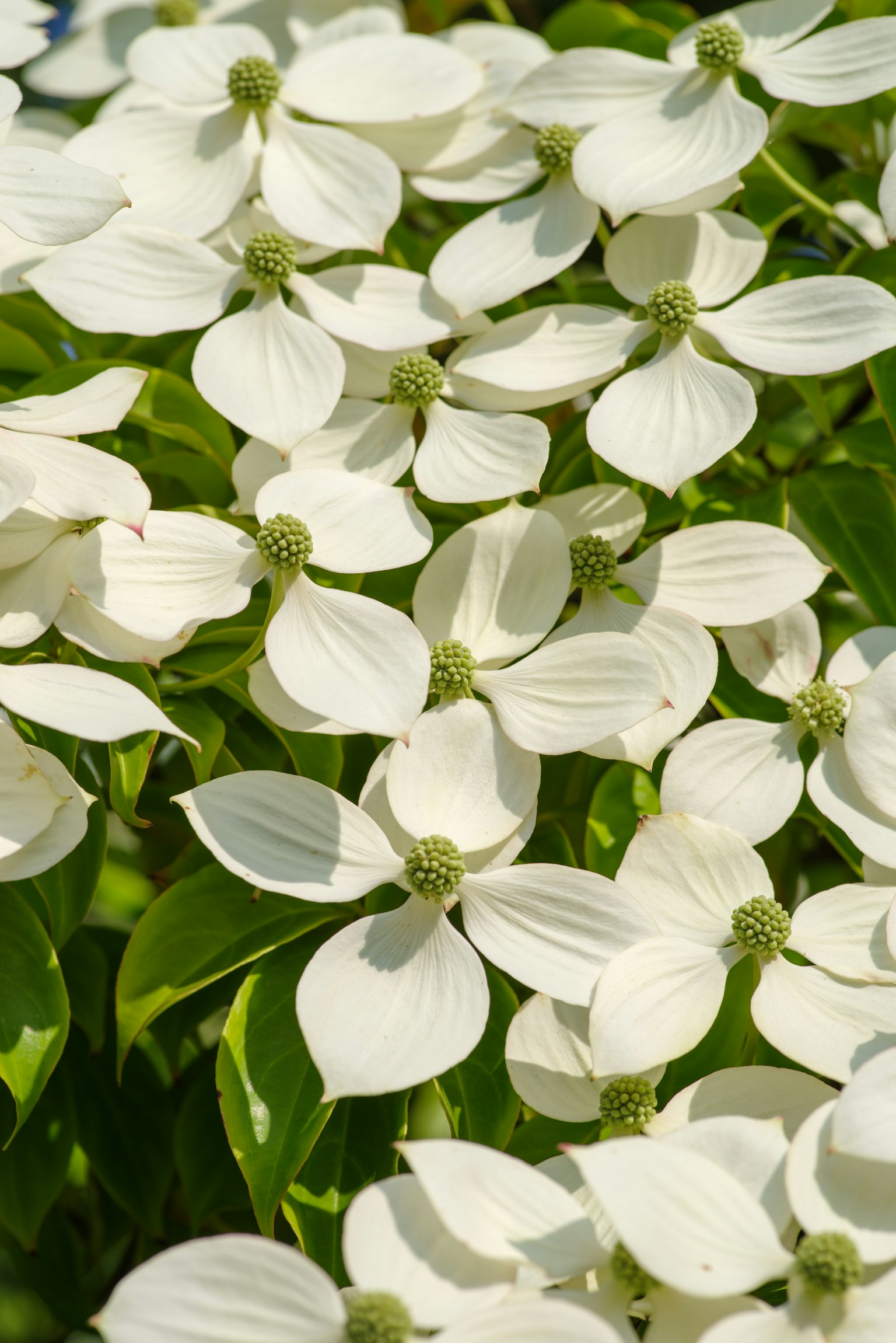 Nahaufnahme von weißen Blumen des Hartriegels in voller Blüte