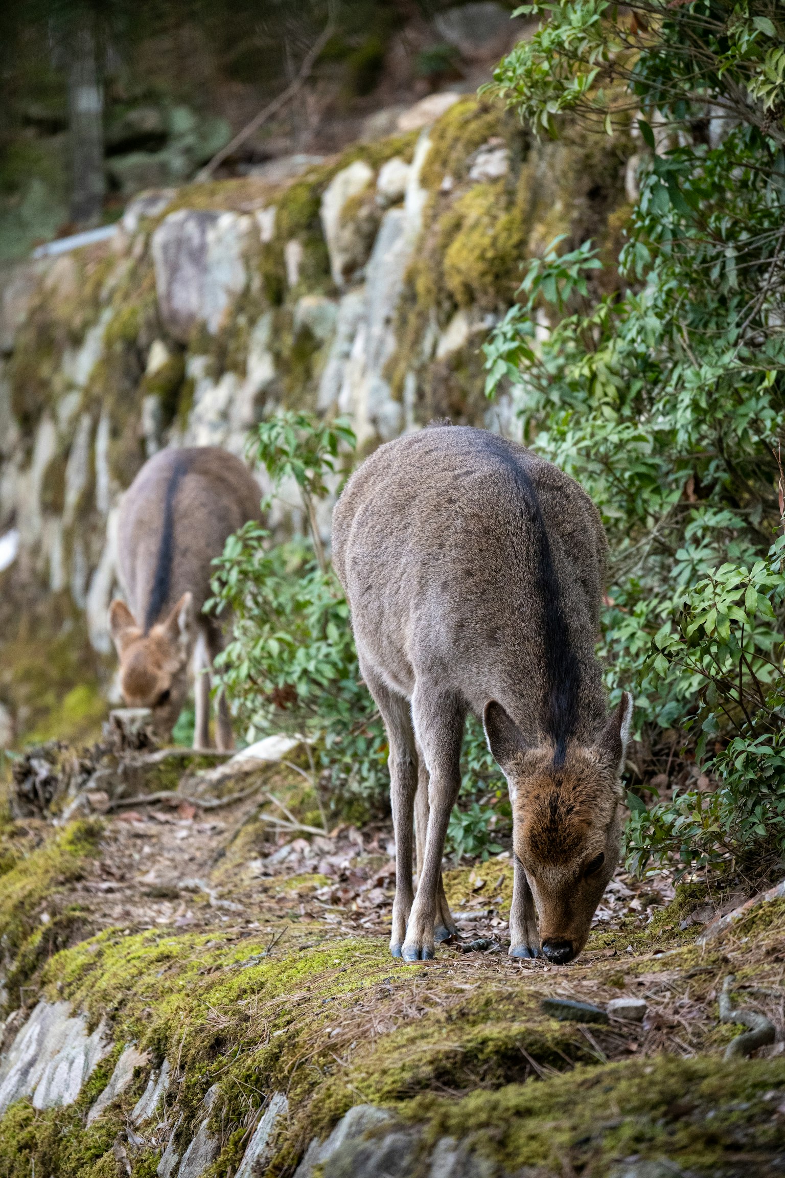 Zwei Rehe grasen in einem bewaldeten Gebiet