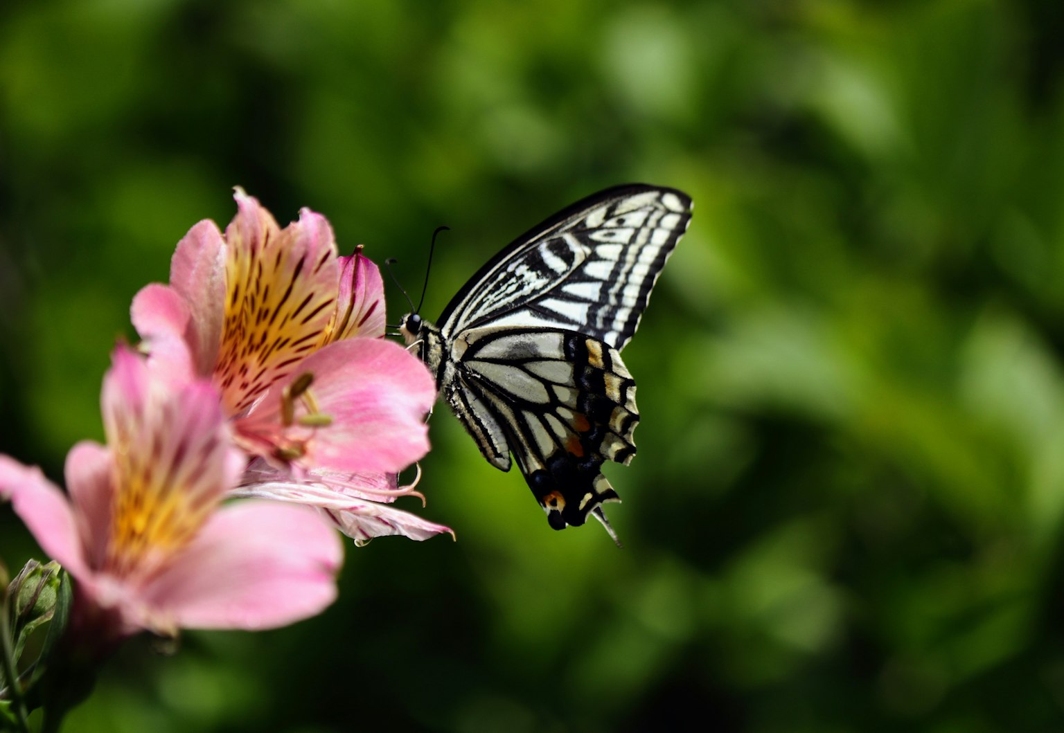 Un papillon noir et blanc se posant sur une fleur rose
