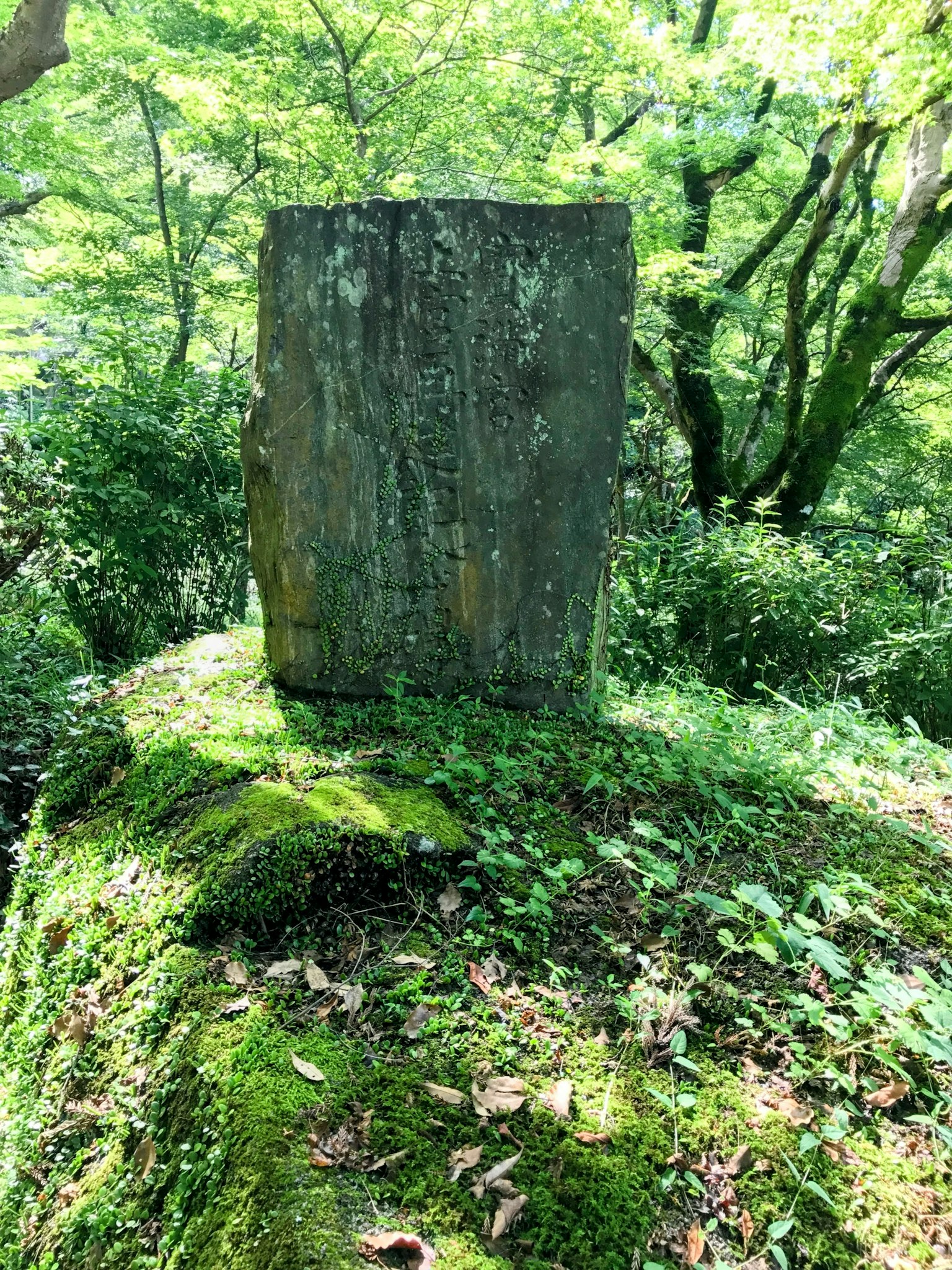Monumen batu besar yang berdiri di hutan hijau tertutup lumut
