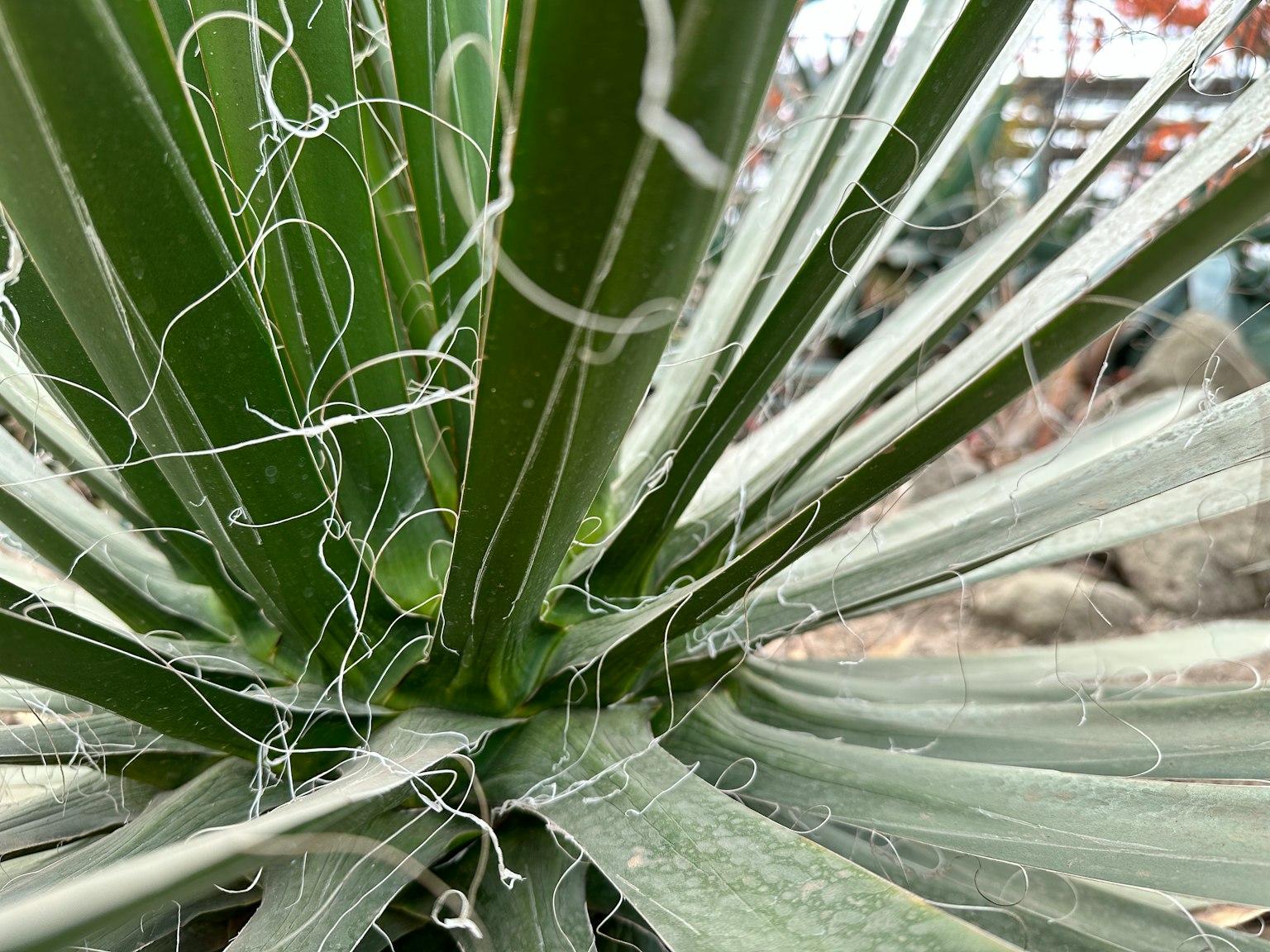 Close-up of plant leaves and fibers