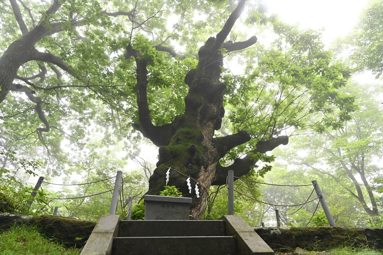 Alter Baum umgeben von Nebel und grünen Blättern