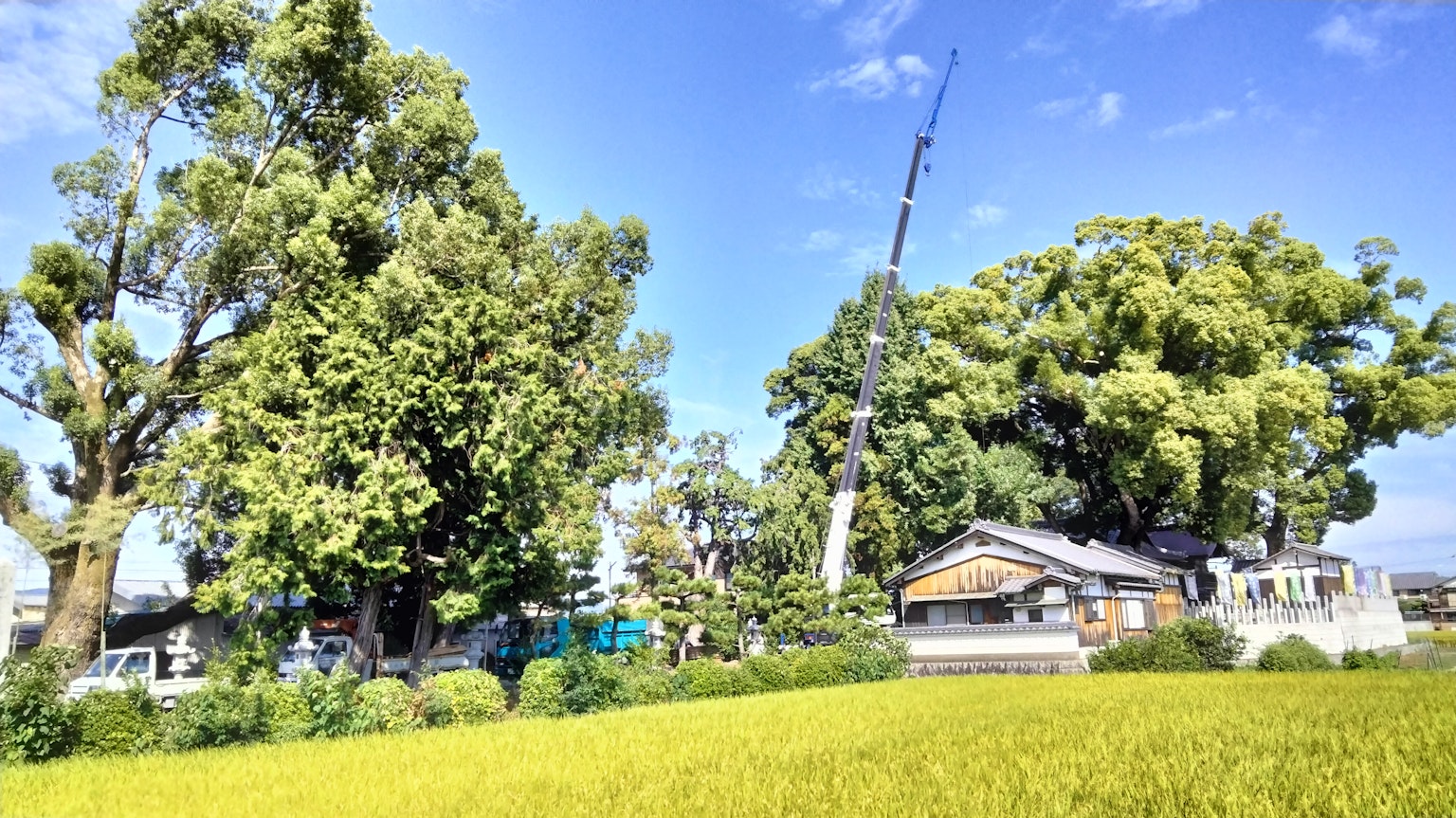 藍天下的郁郁蔥蔥的田野和稻田環繞的房屋