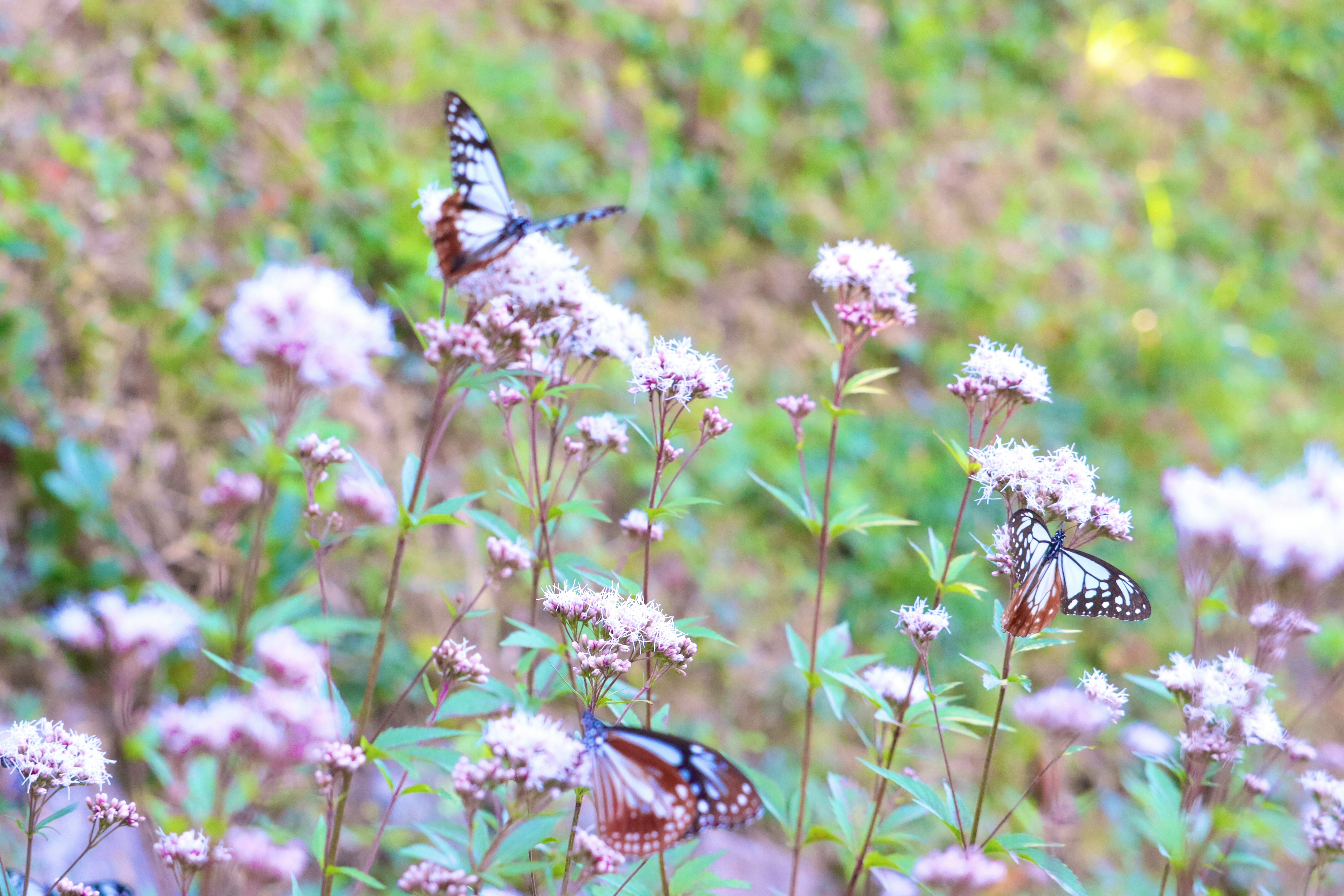 花の蜜を吸う蝶が舞う野の草花の群生
