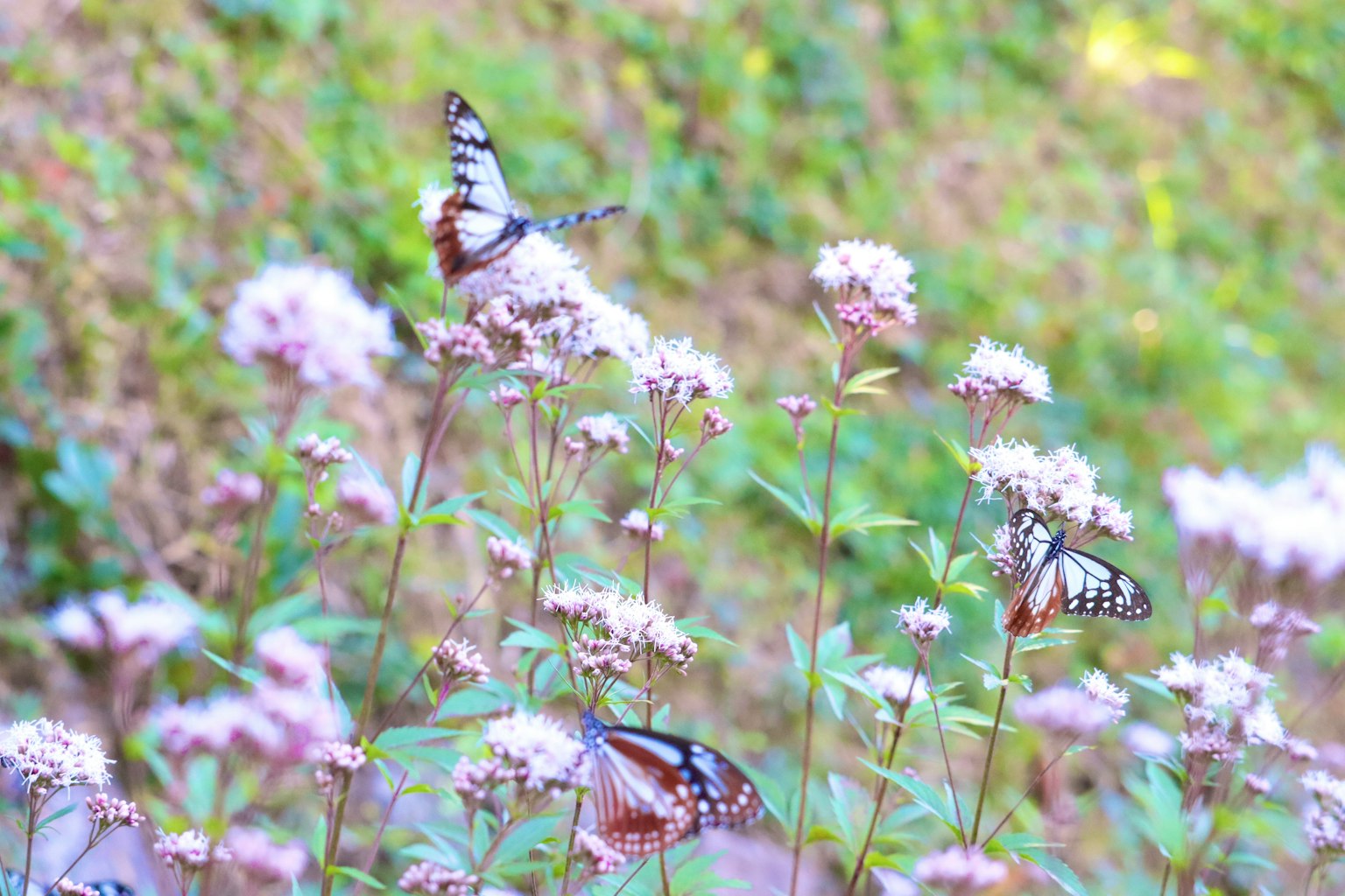 Una scena bellissima con diverse farfalle appollaiate sui fiori