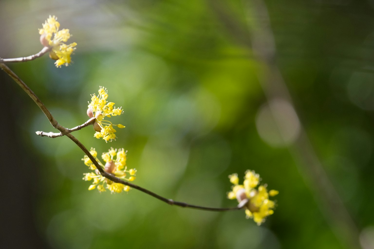 Close-up of a branch with yellow flowers blurred background