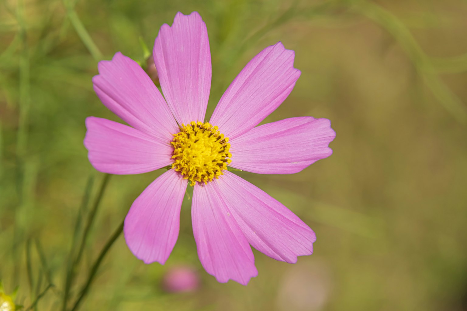 Una flor de cosmos rosa vibrante con un centro amarillo prominente