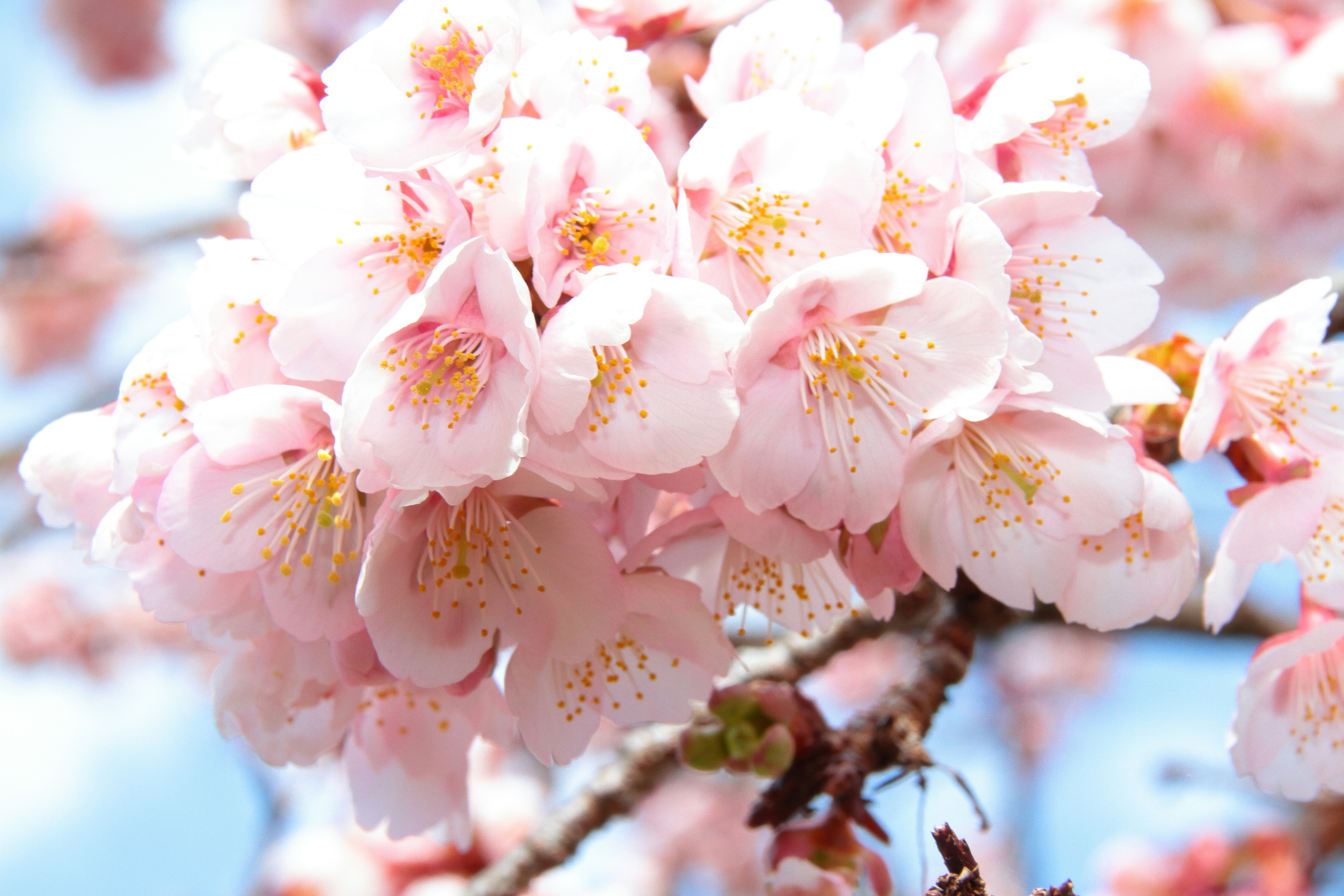 盛开的樱花枝条特写