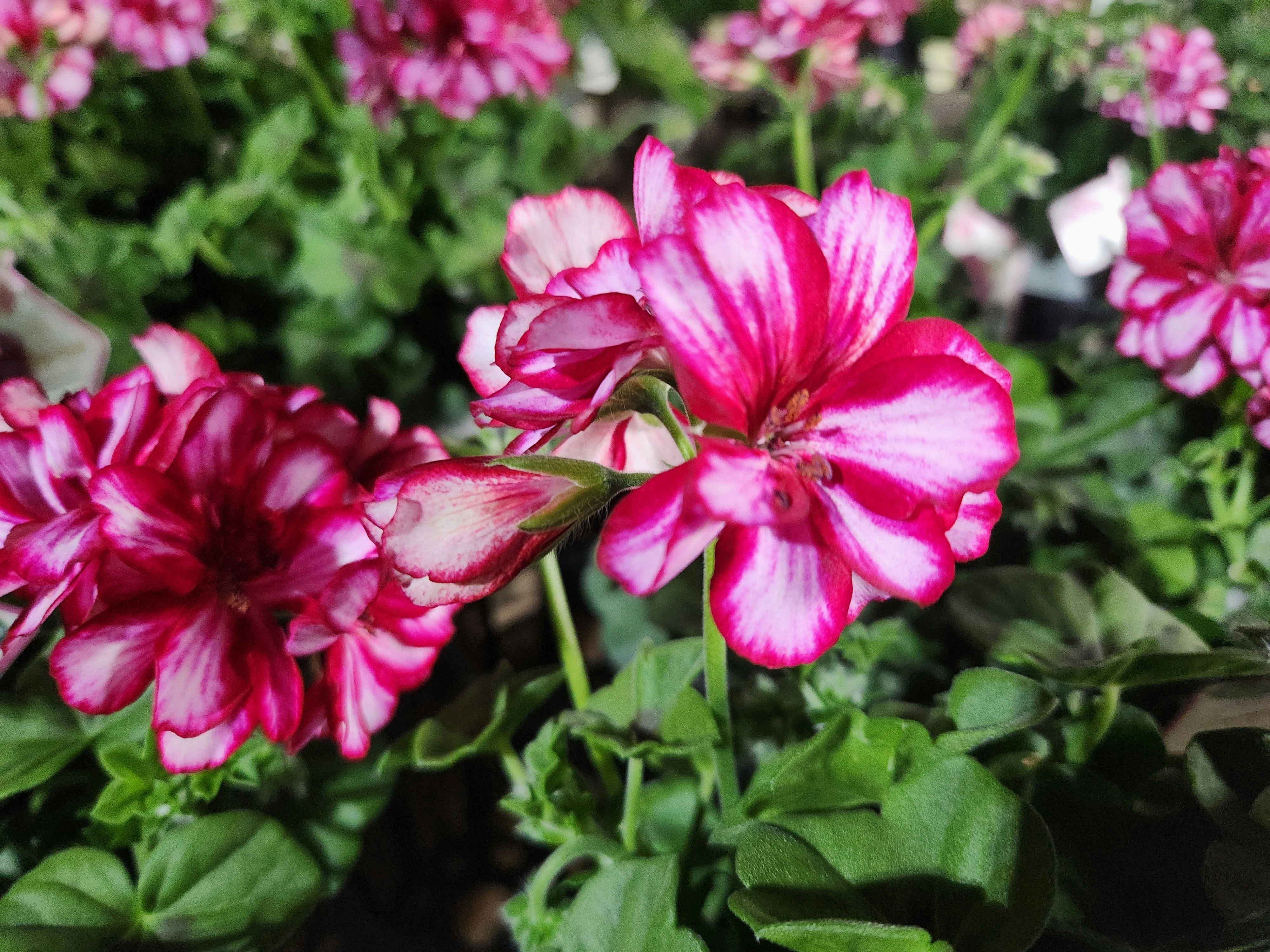 粉色毛茛花（芹菜花）特寫