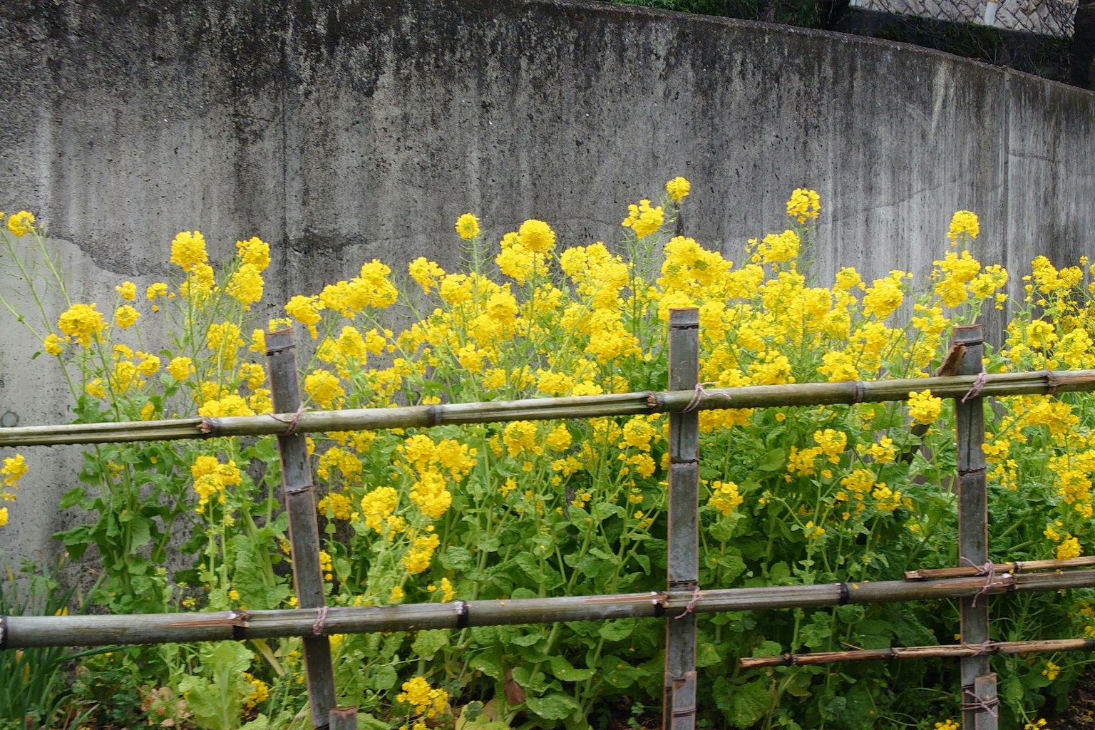 A foreground of yellow flowers blooming in front of a bamboo fence and a concrete background