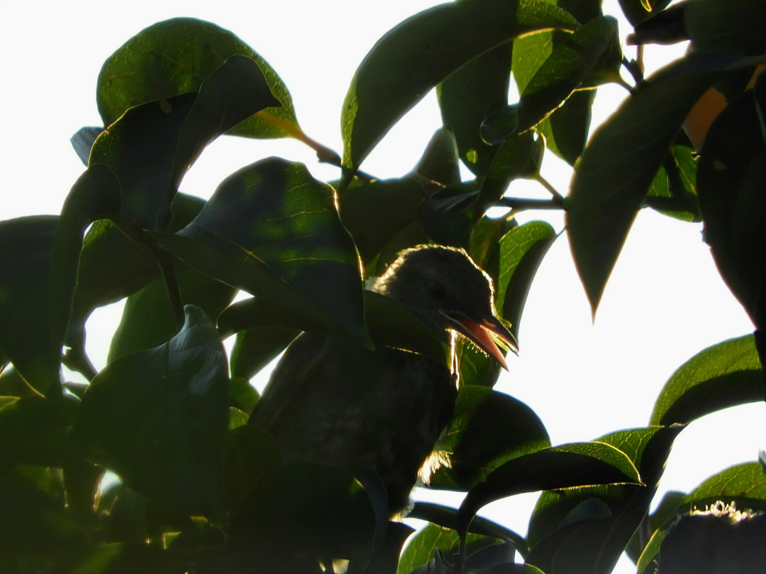 Silhouette d'un oiseau caché parmi les feuilles en contre-jour