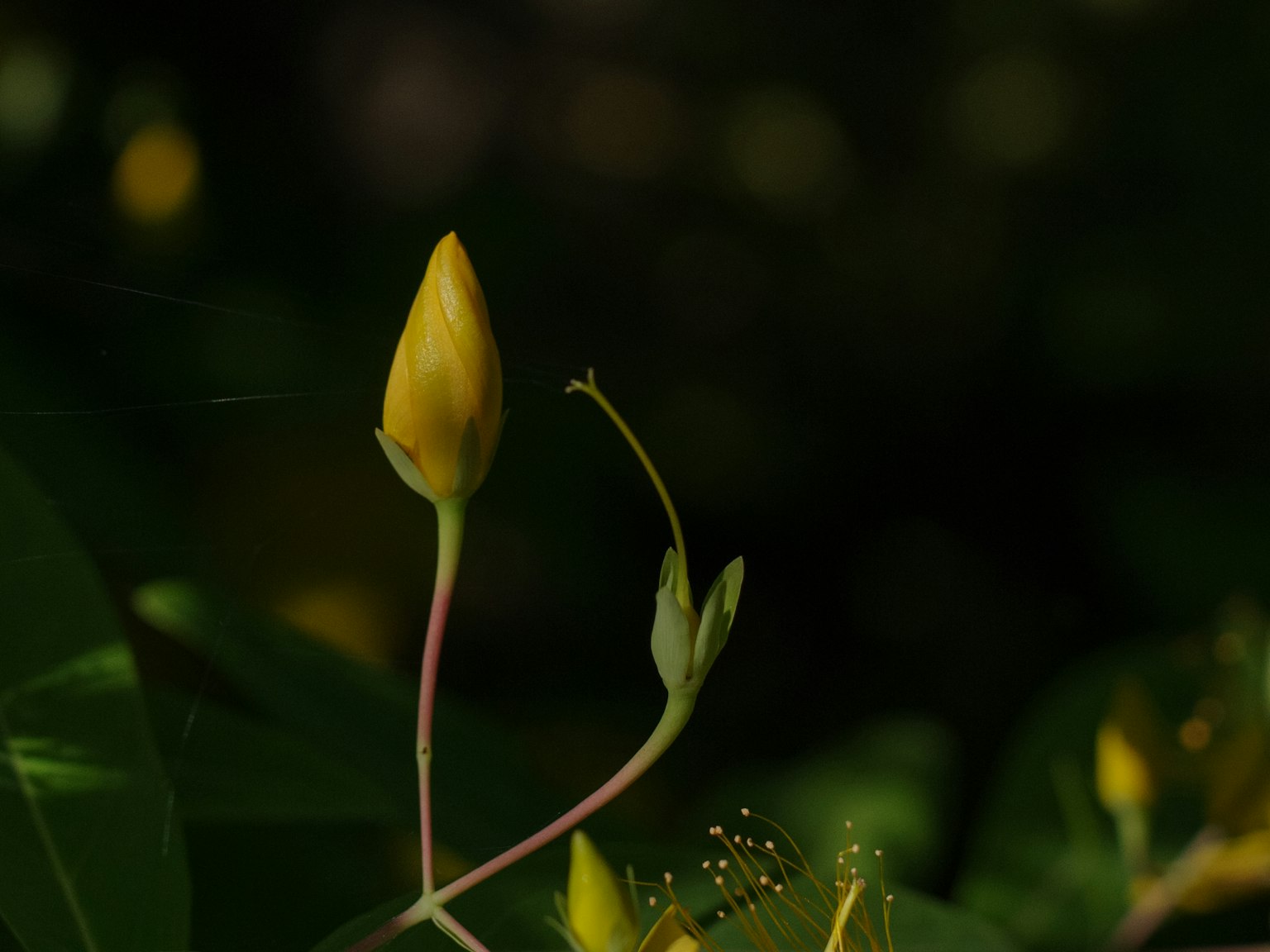 Image of a yellow flower bud with green leaves