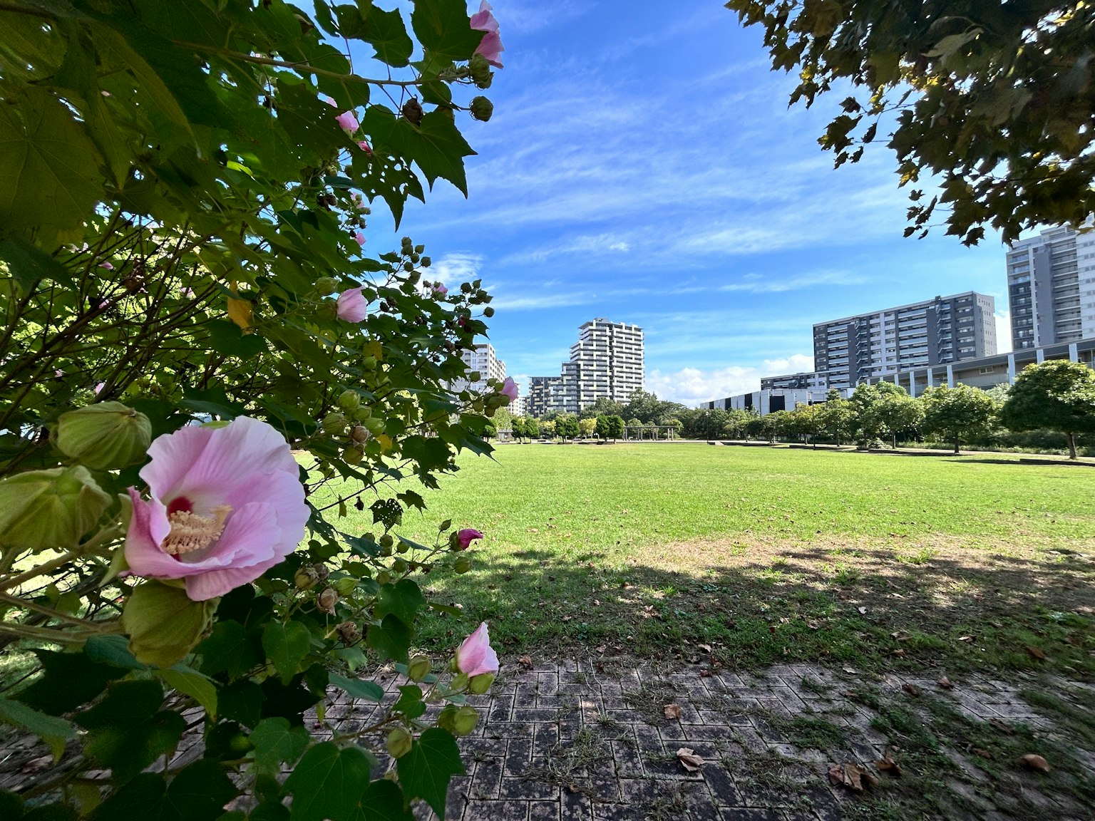 Escena de parque con flores rosas y un cielo azul brillante