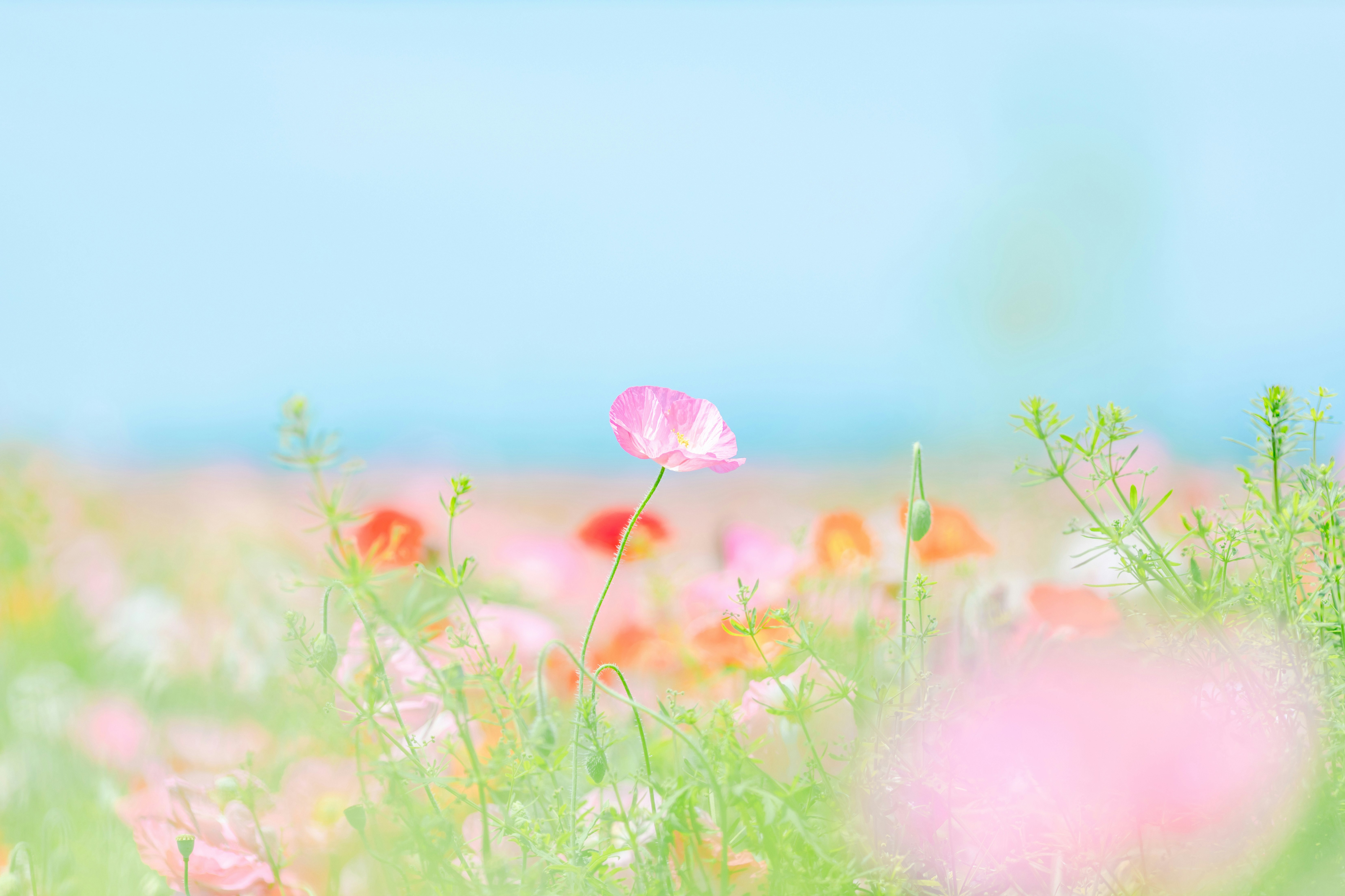 ポピーの花畑のぼけた風景