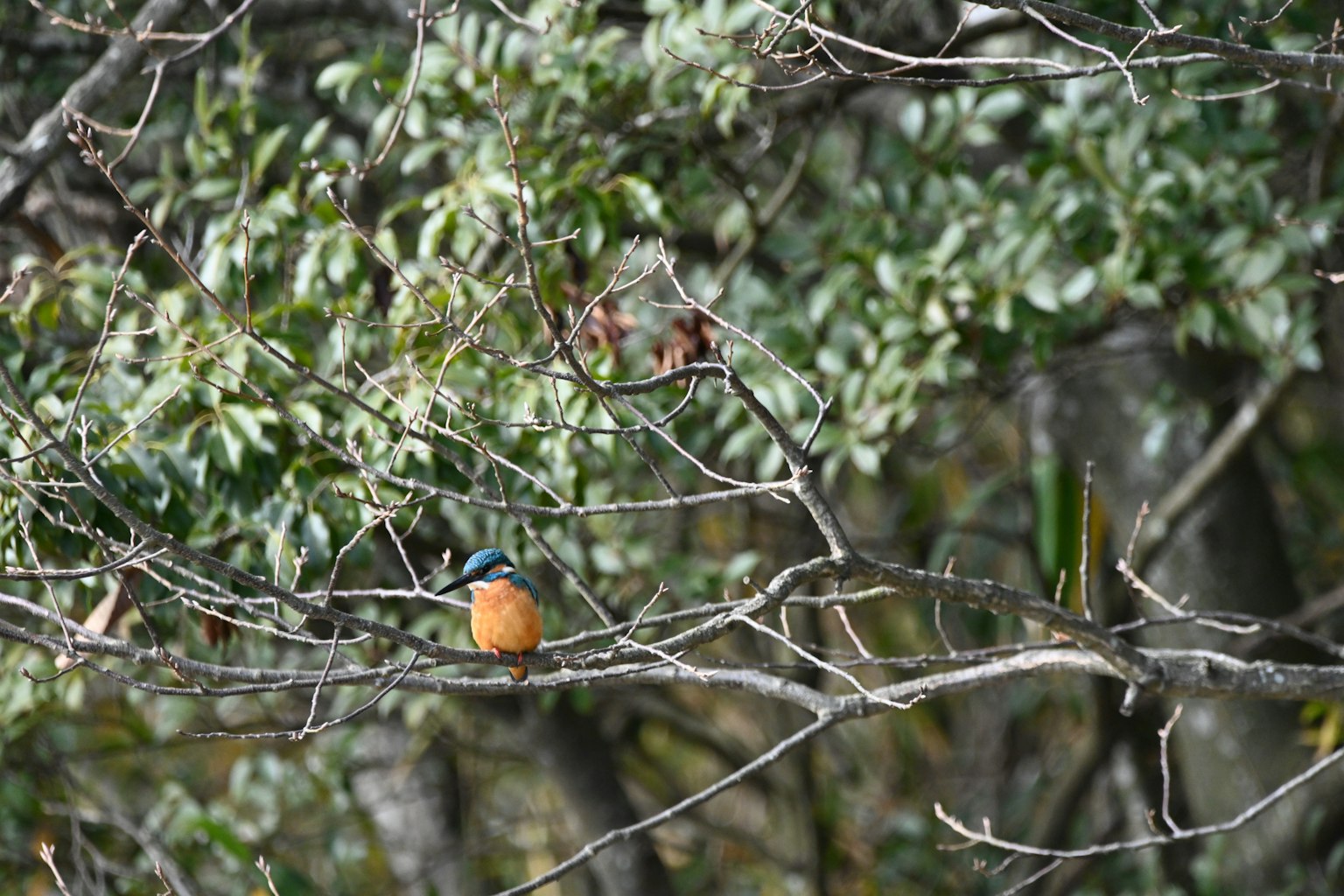 Ein Eisvogel sitzt auf einem Ast mit grünen Blättern im Hintergrund