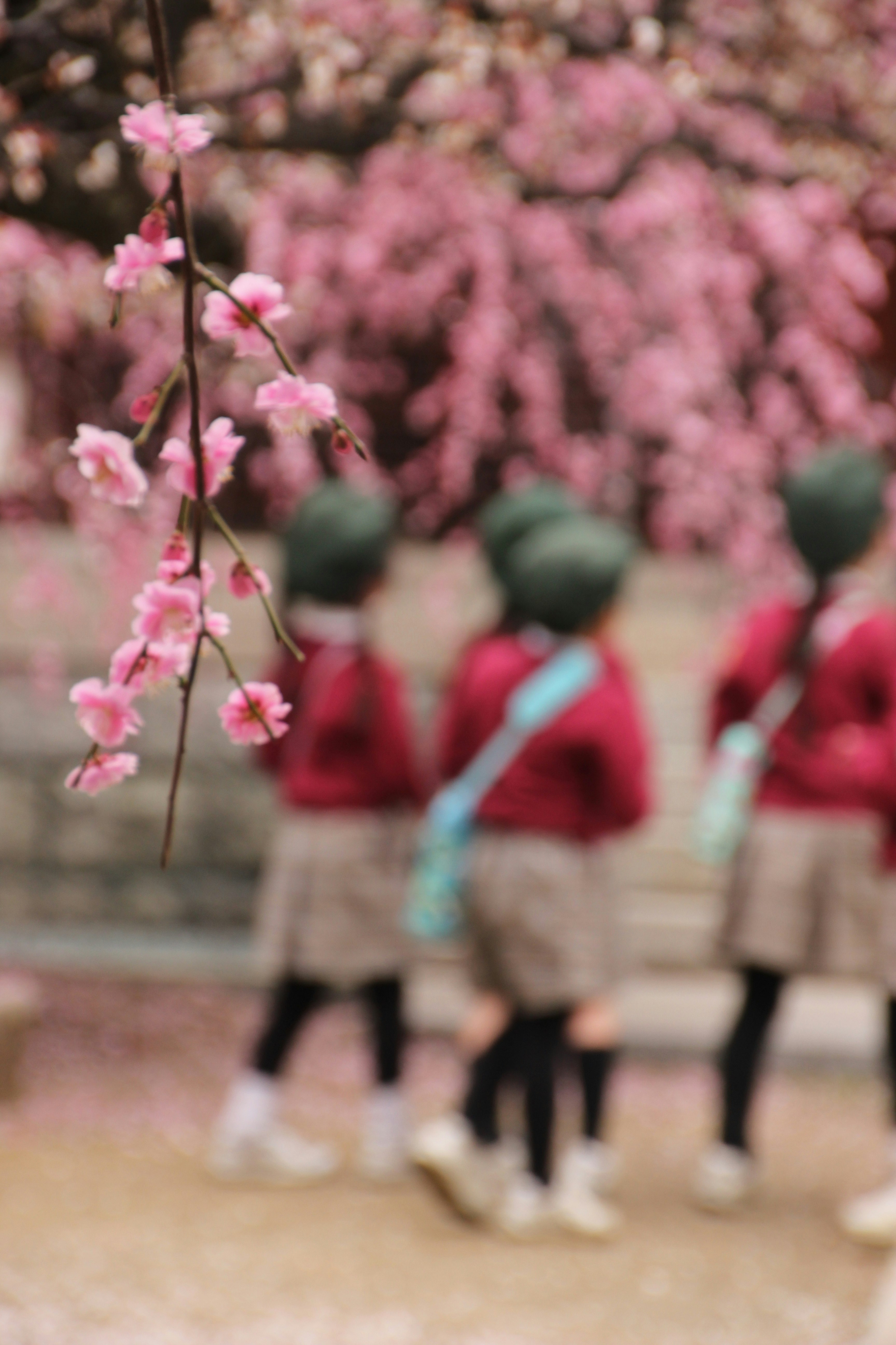 梅花枝与毕业、幼儿园毕业的孩子们排队