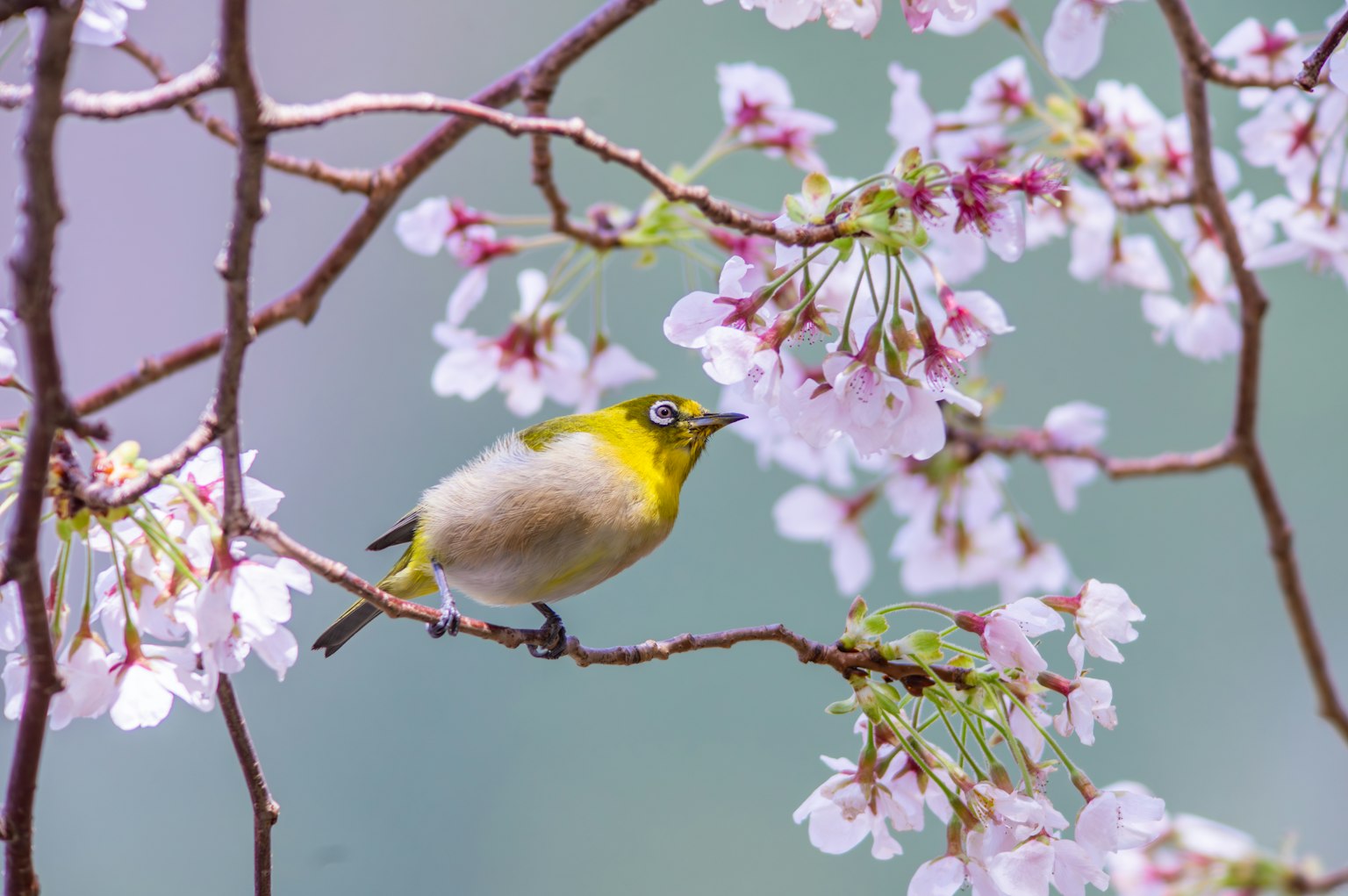 Ein kleiner Vogel, der auf Kirschblüten sitzt