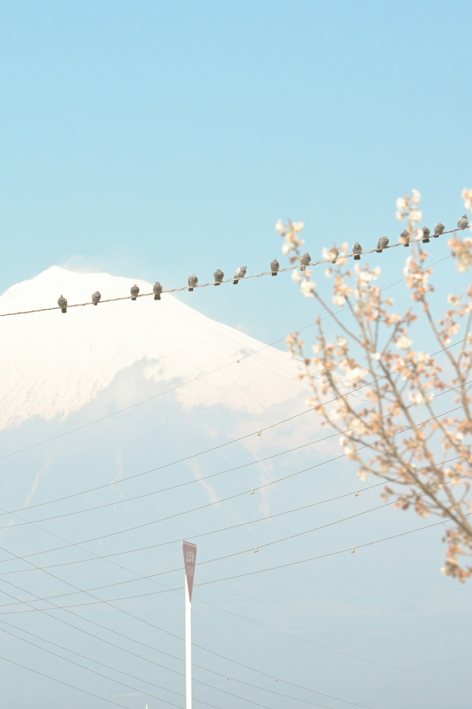 雪をかぶった山と桜の木がある風景に止まる小鳥たち
