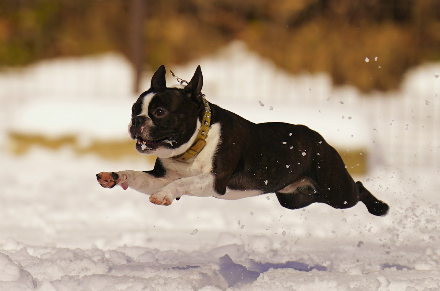 在雪中跳躍的波士頓梗犬