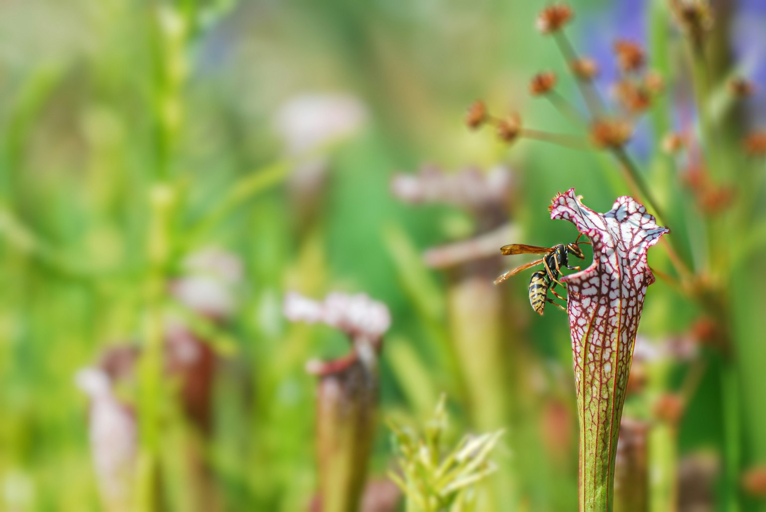 Acercamiento de plantas carnívoras y un insecto con fondo verde