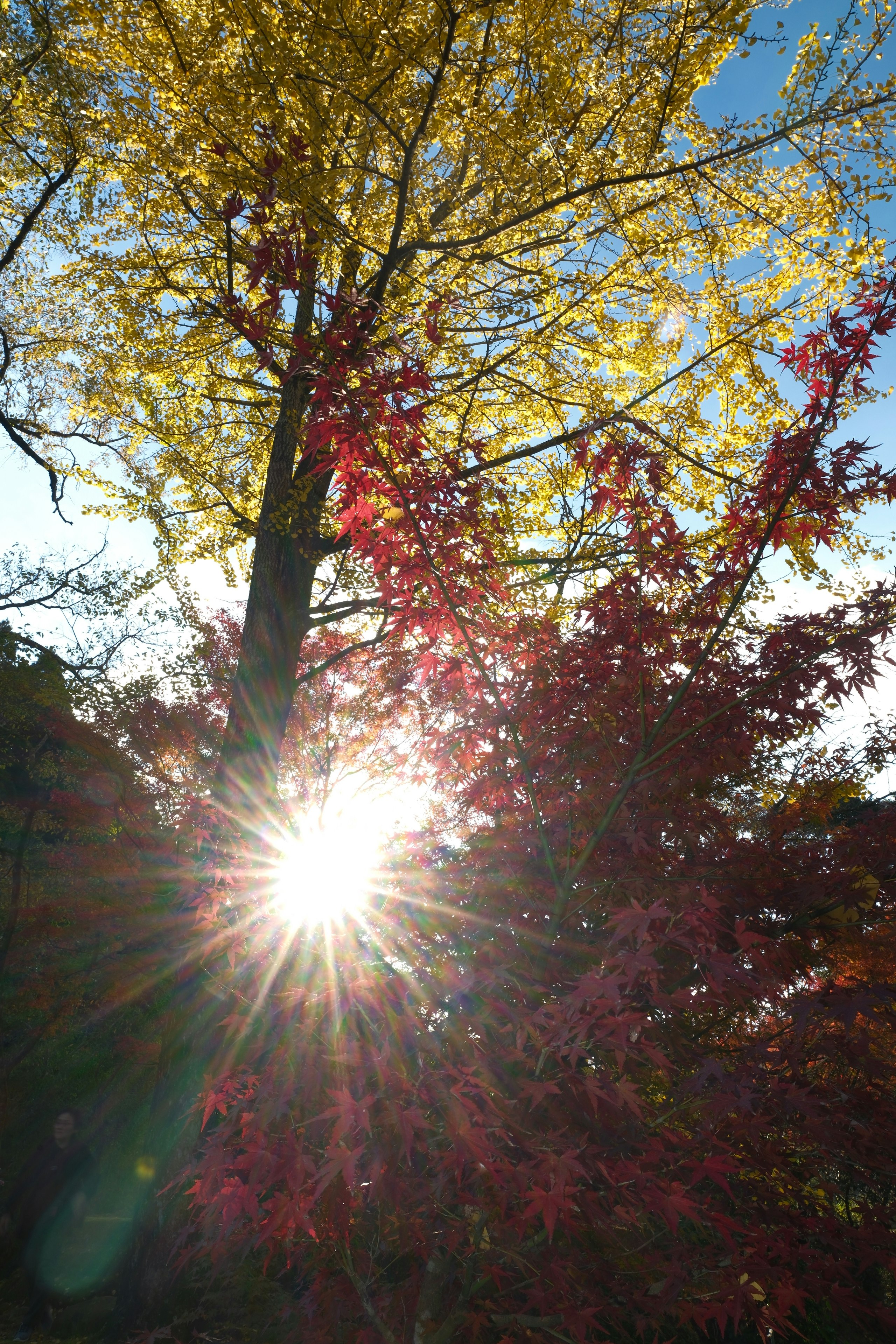 青井岳自然公園の紅葉と逆光の木々