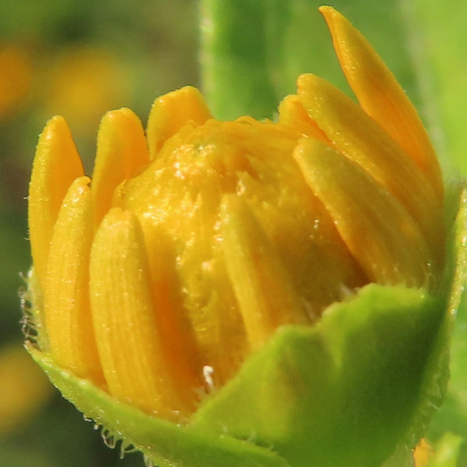 Yellow flower bud surrounded by green leaves