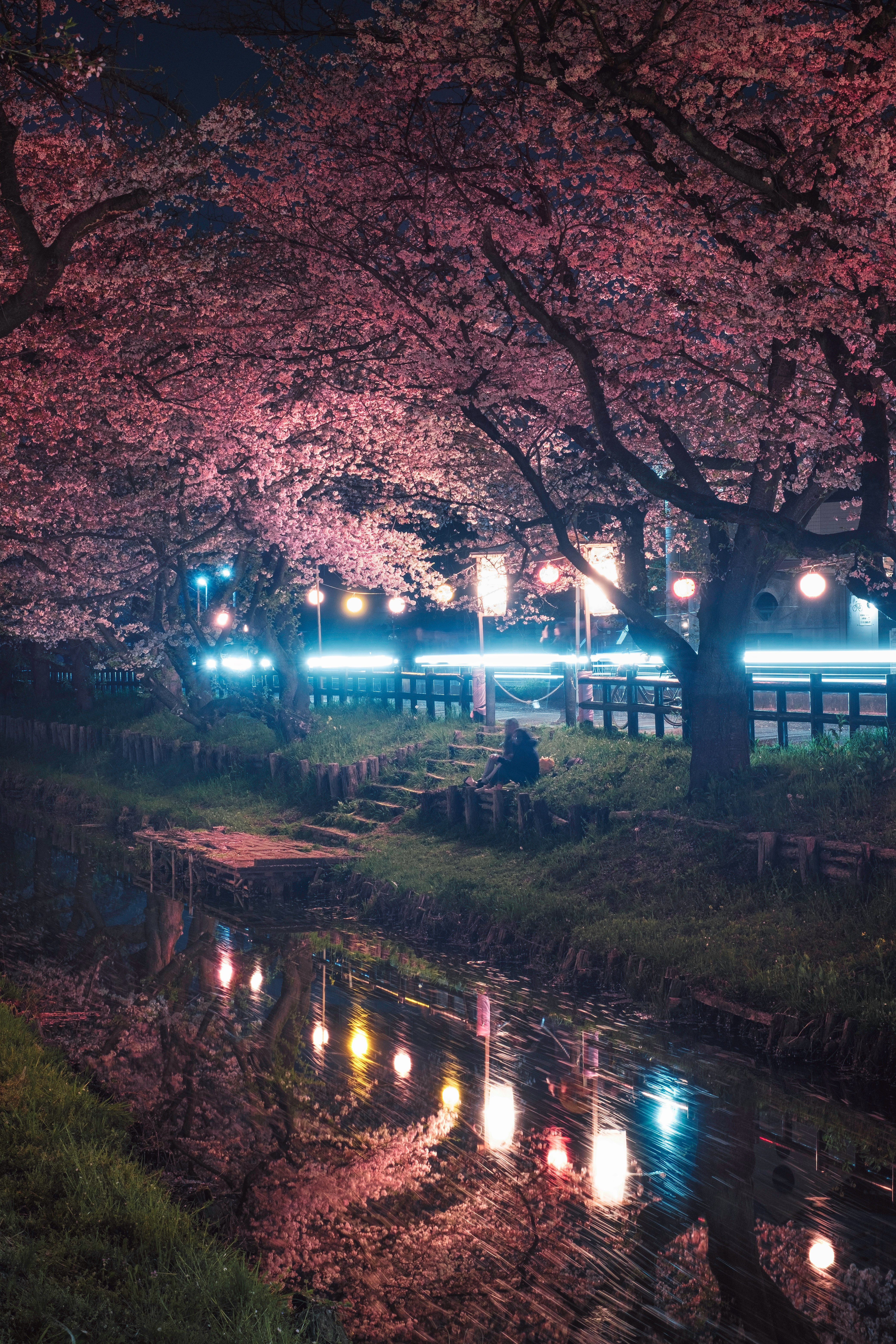 桜並木と水面に映る夜景の遊歩道