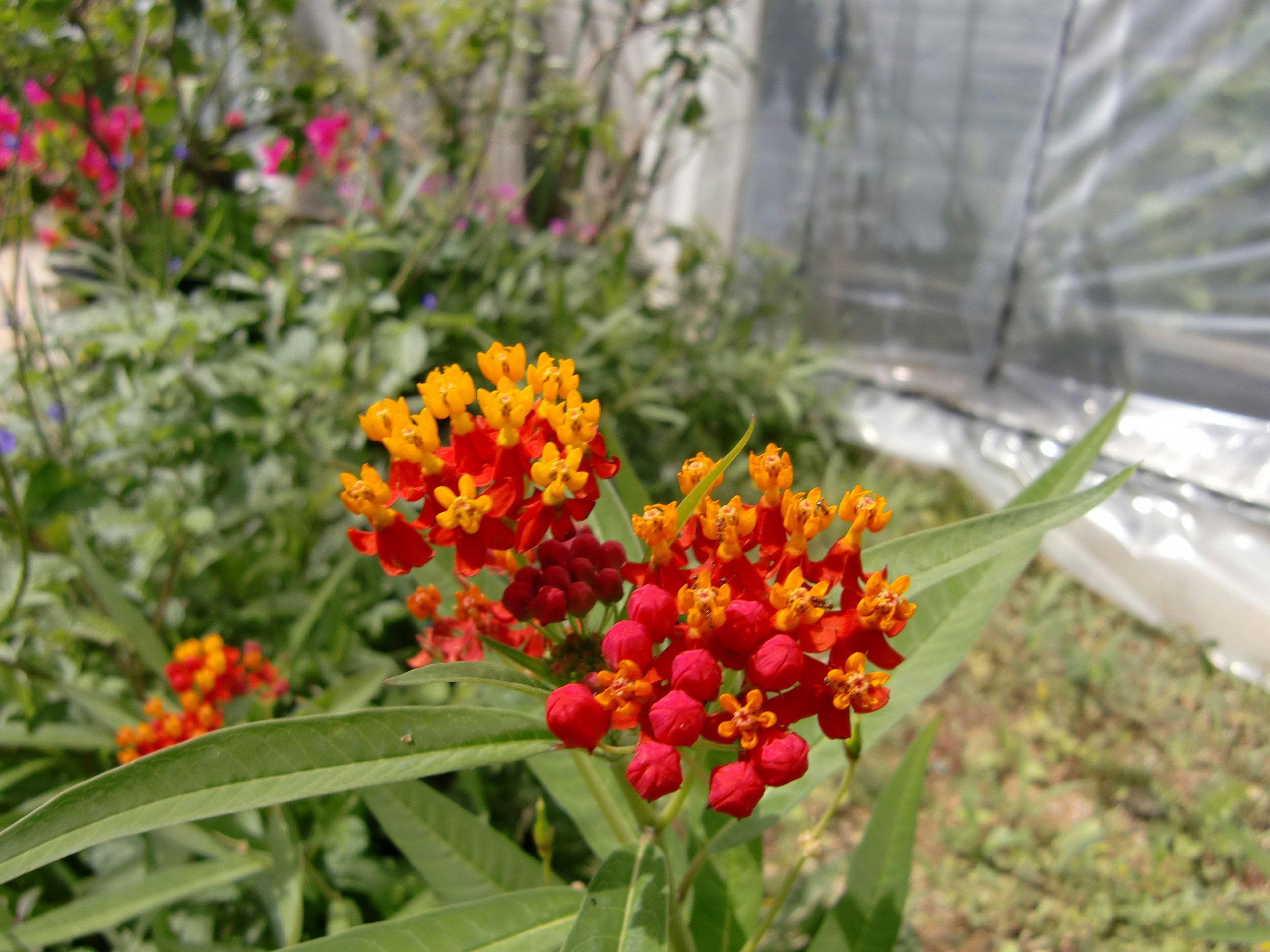 gros plan de fleurs éclatantes dans un parterre de serre