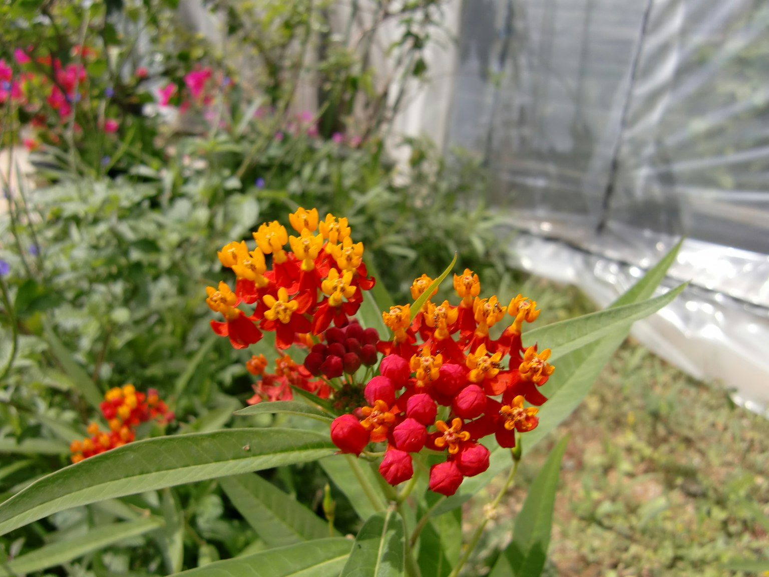 花园中鲜艳的橙色和红色花朵丛