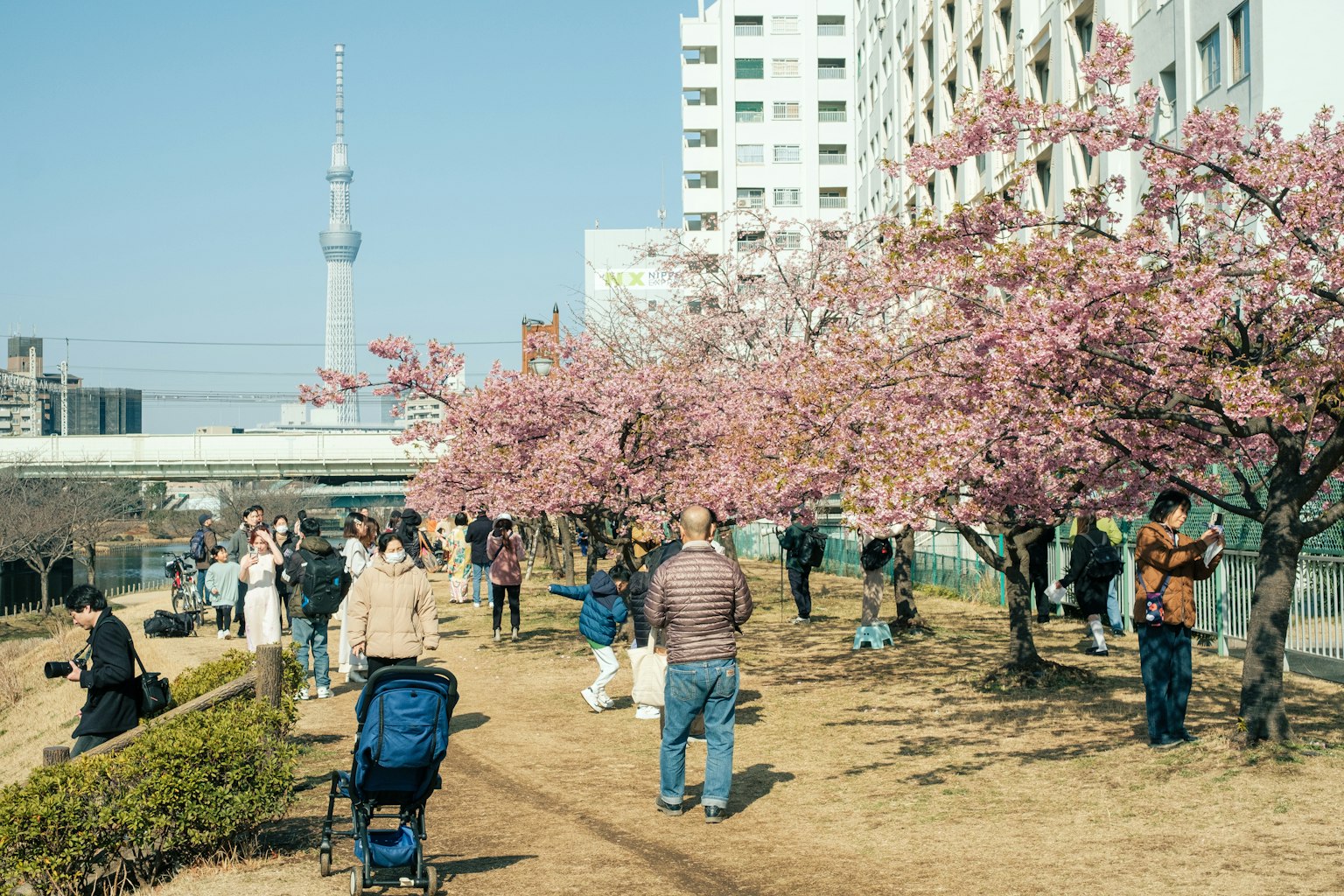 Personas disfrutando de un parque con cerezos en flor y la Tokyo Skytree al fondo