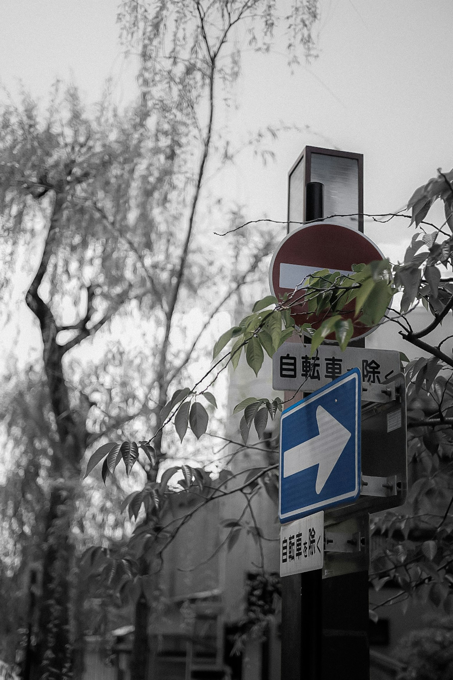 흑백 사진의 거리 모퉁이와 교통 표지판 및 녹색 잎사귀