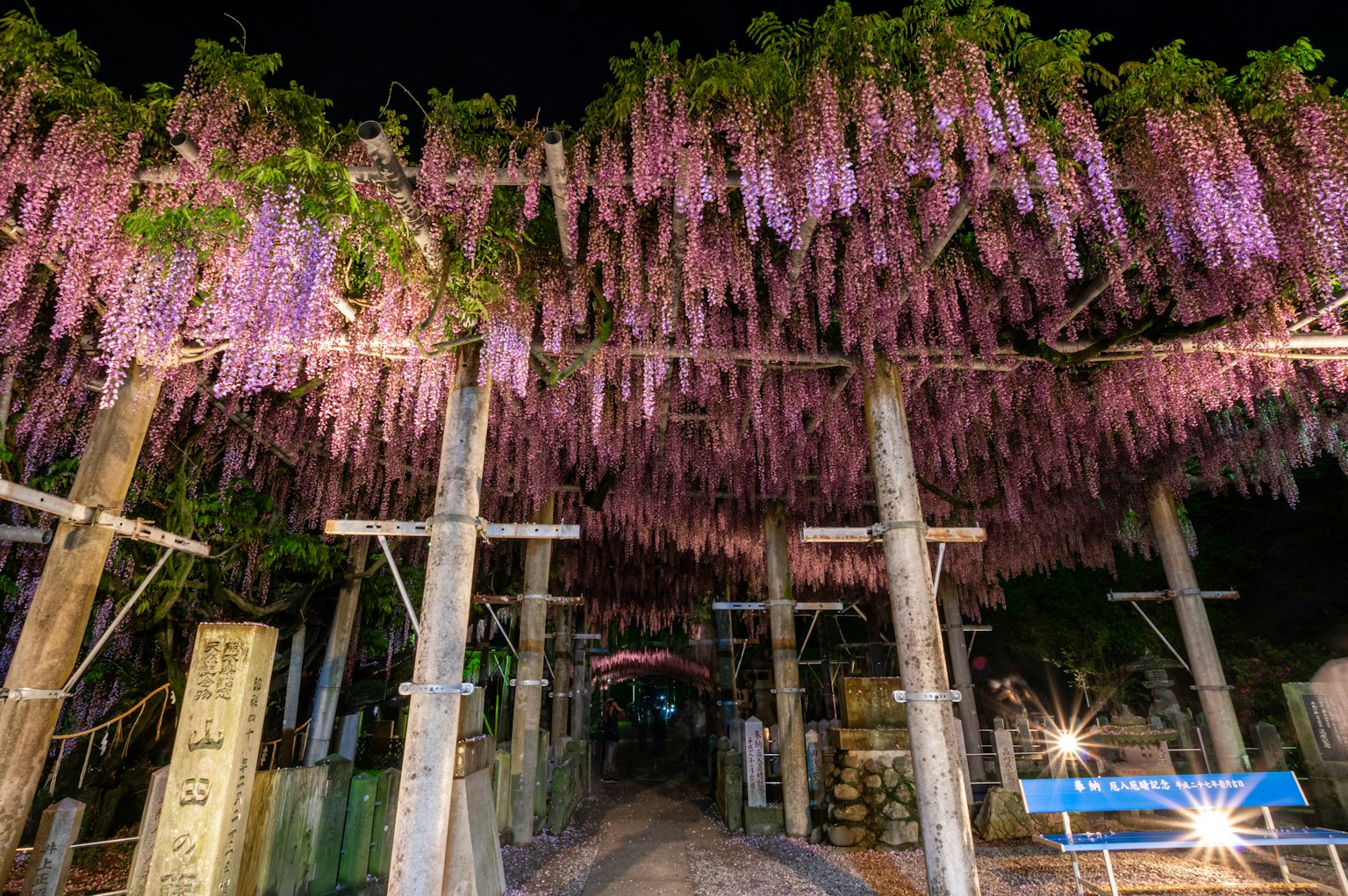 Weg geschmückt mit lila Glyzinienblüten bei Nacht